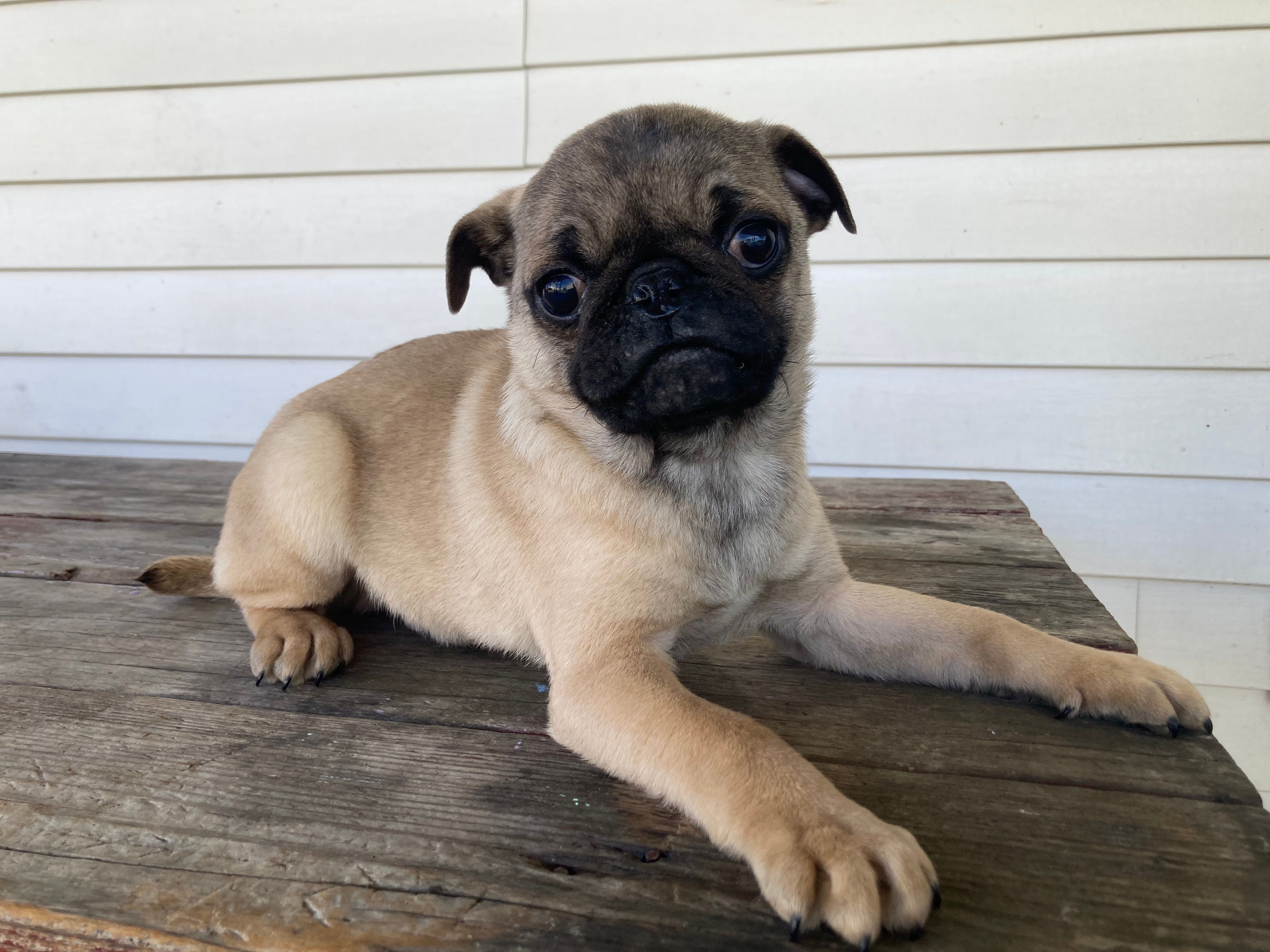 Tye – Pug puppy for sale in Mohrsville, PA