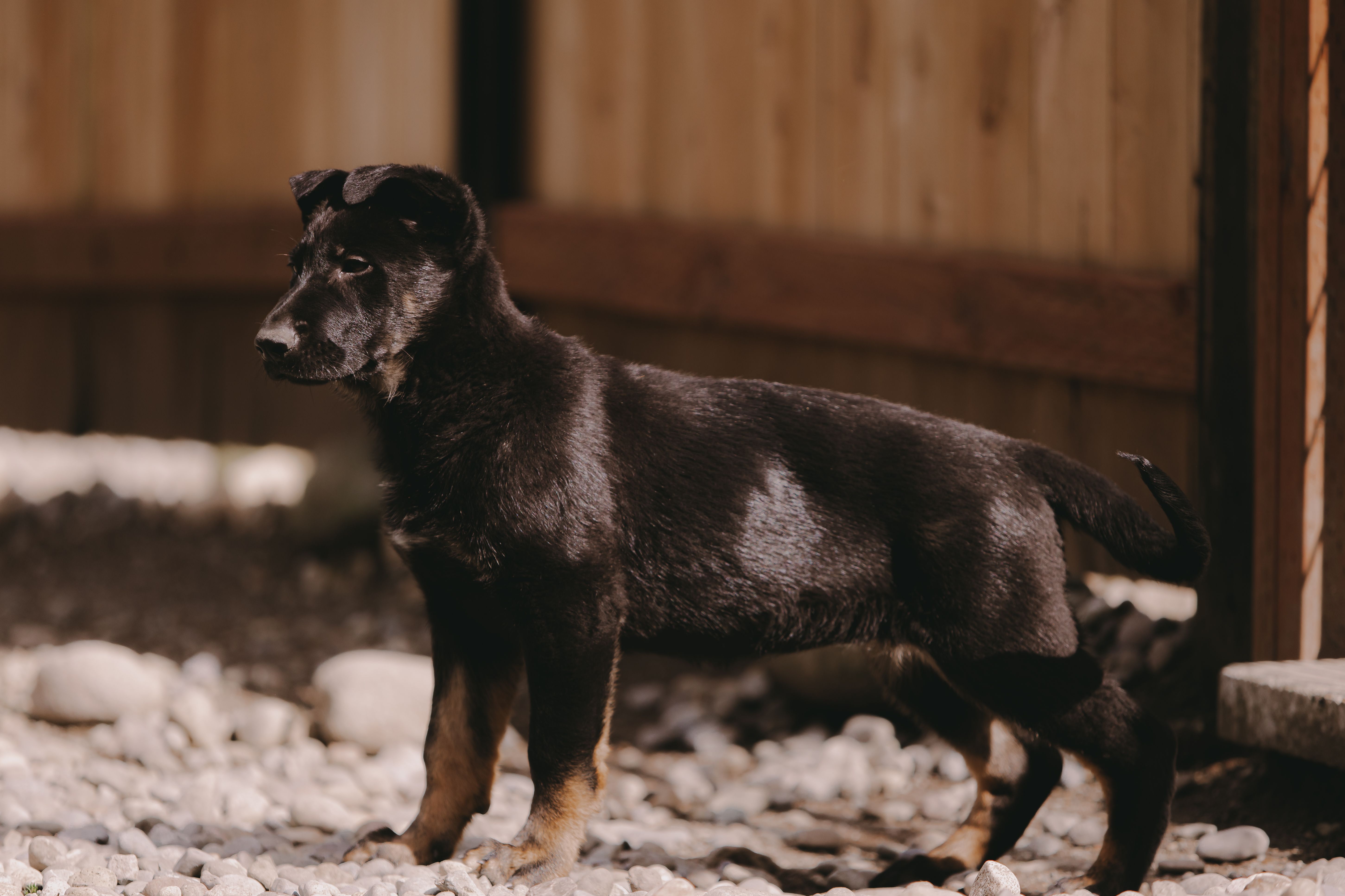 Frappe – German Shepherd Dog puppy for sale in Yelm, WA