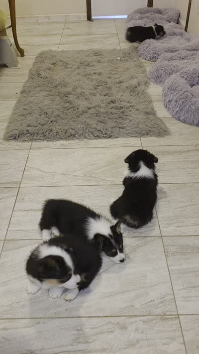 Doc holiday doc for short, a male Pembroke Welsh Corgi for sale in Red Bluff, CA – 2 of 2