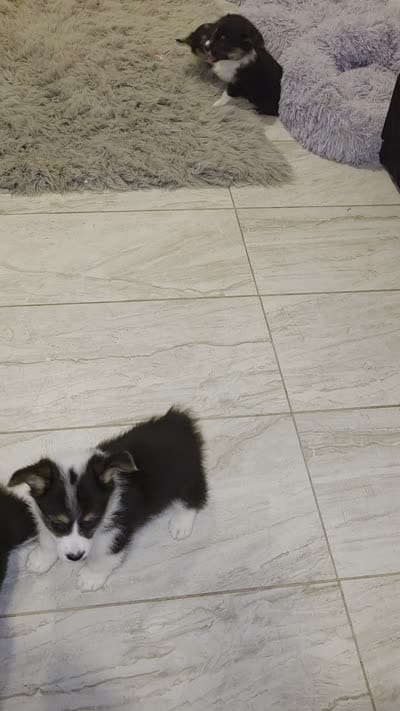 Daisy, a female Pembroke Welsh Corgi for sale in Red Bluff, CA – 2 of 2