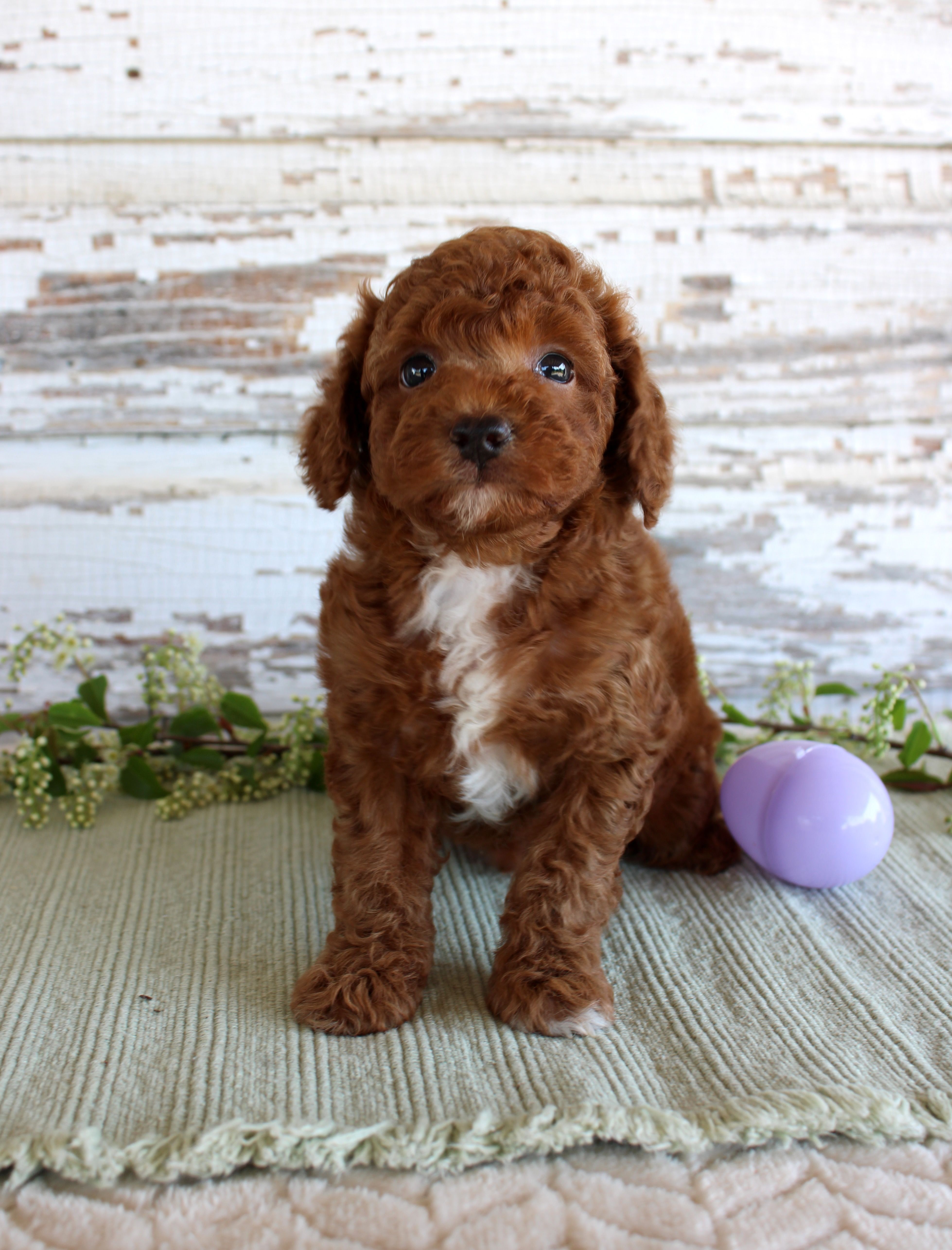 Duke – Poodle - Miniature  puppy for sale in Chatham, VA