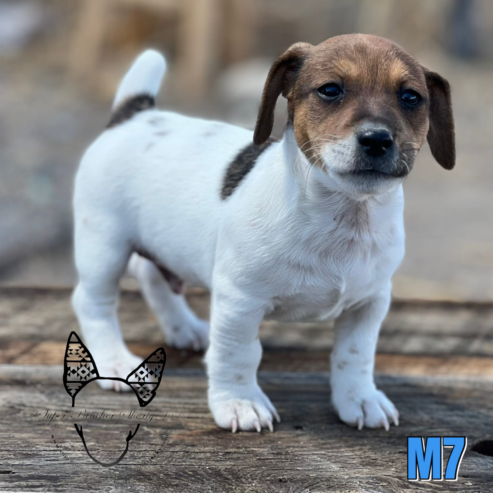 M7 – Jack Russell Terrier puppy for sale in Delta, CO