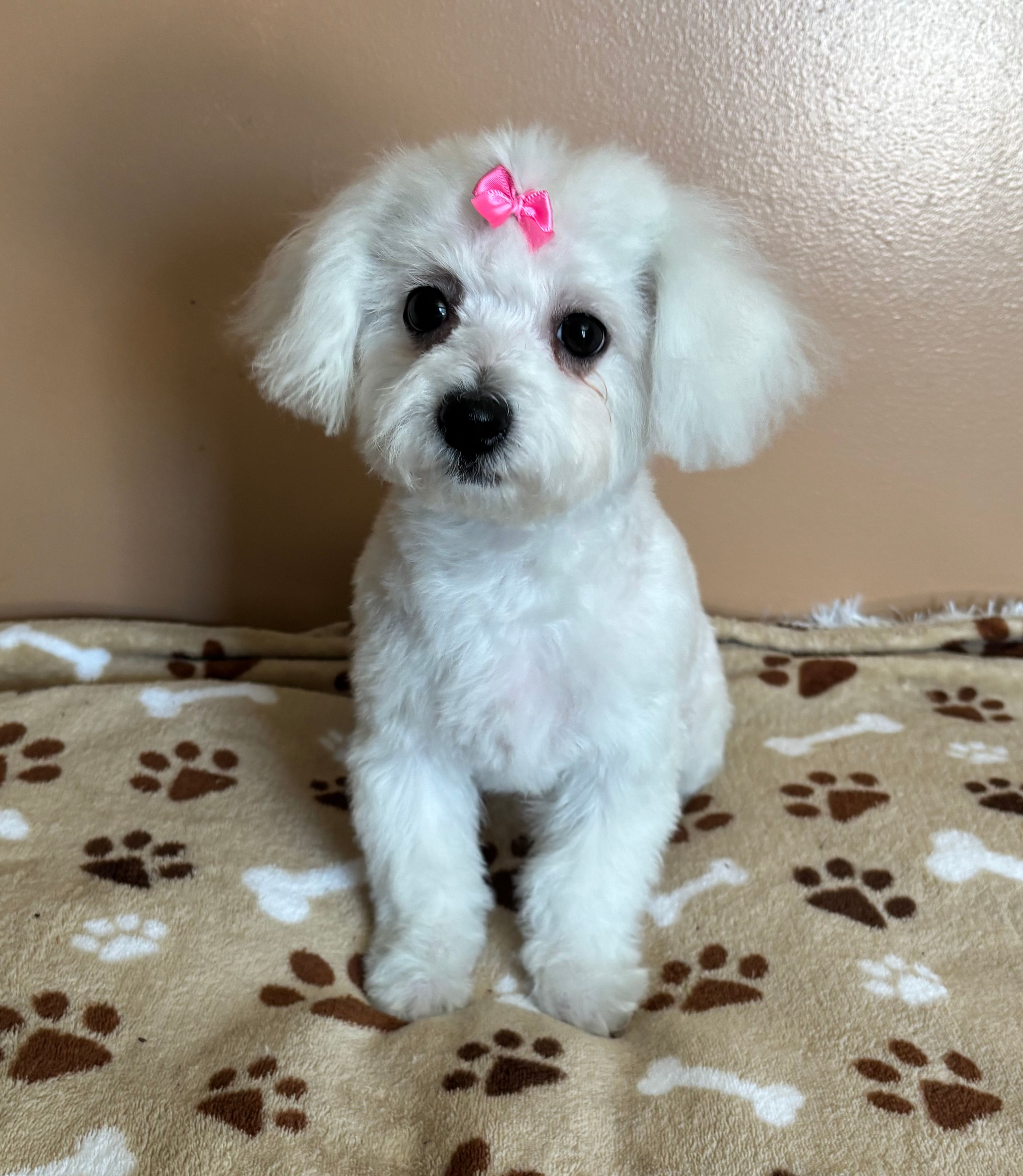 Glimmer – Bichon Frise puppy for sale in Attleboro, MA