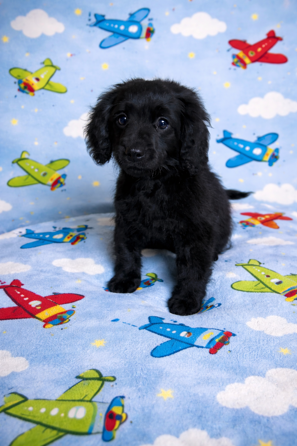 Stu – Cavapoo, Poodle - Toy  puppy for sale in Attleboro, MA