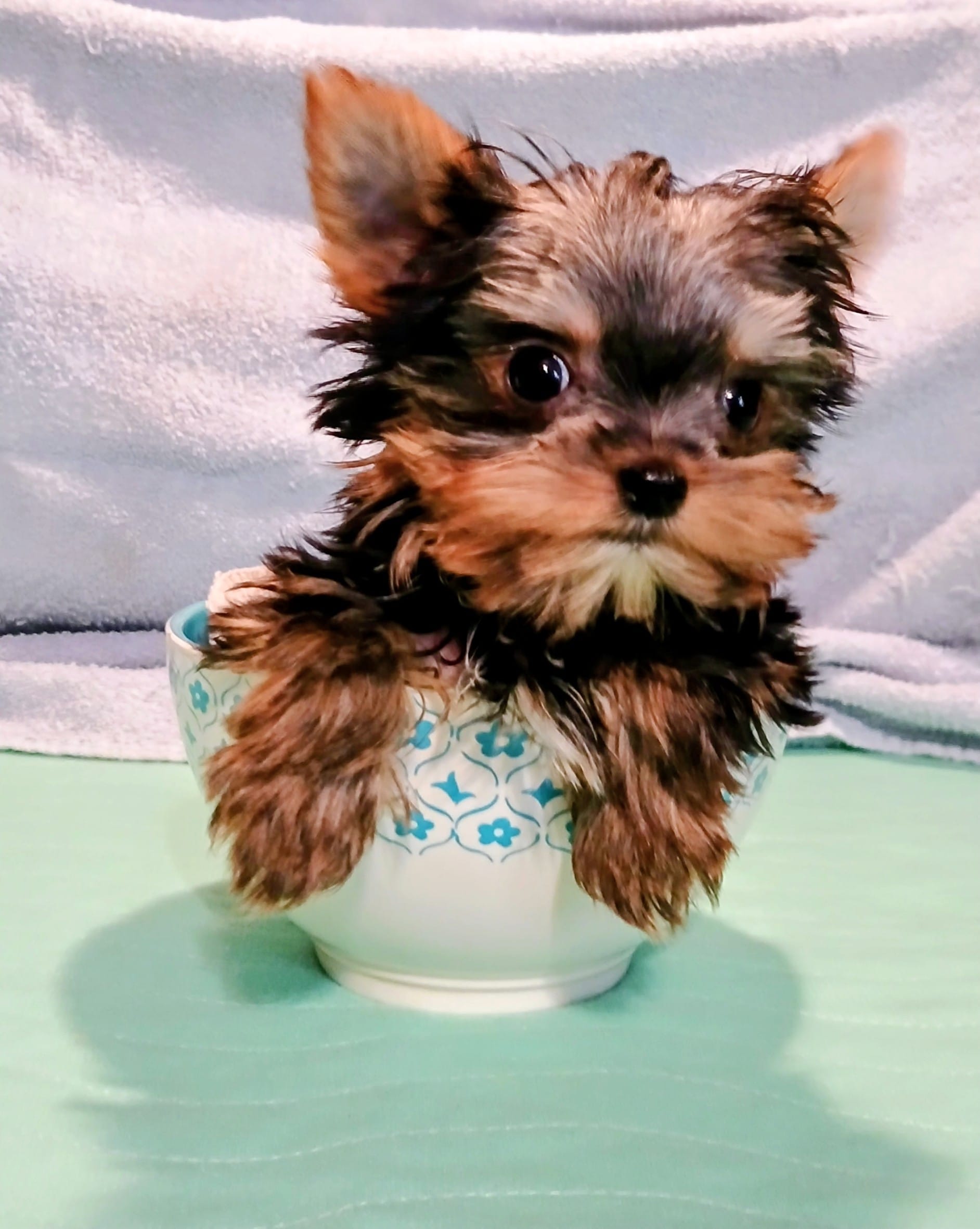 Noel – Yorkshire Terrier puppy for sale in Baker City, OR