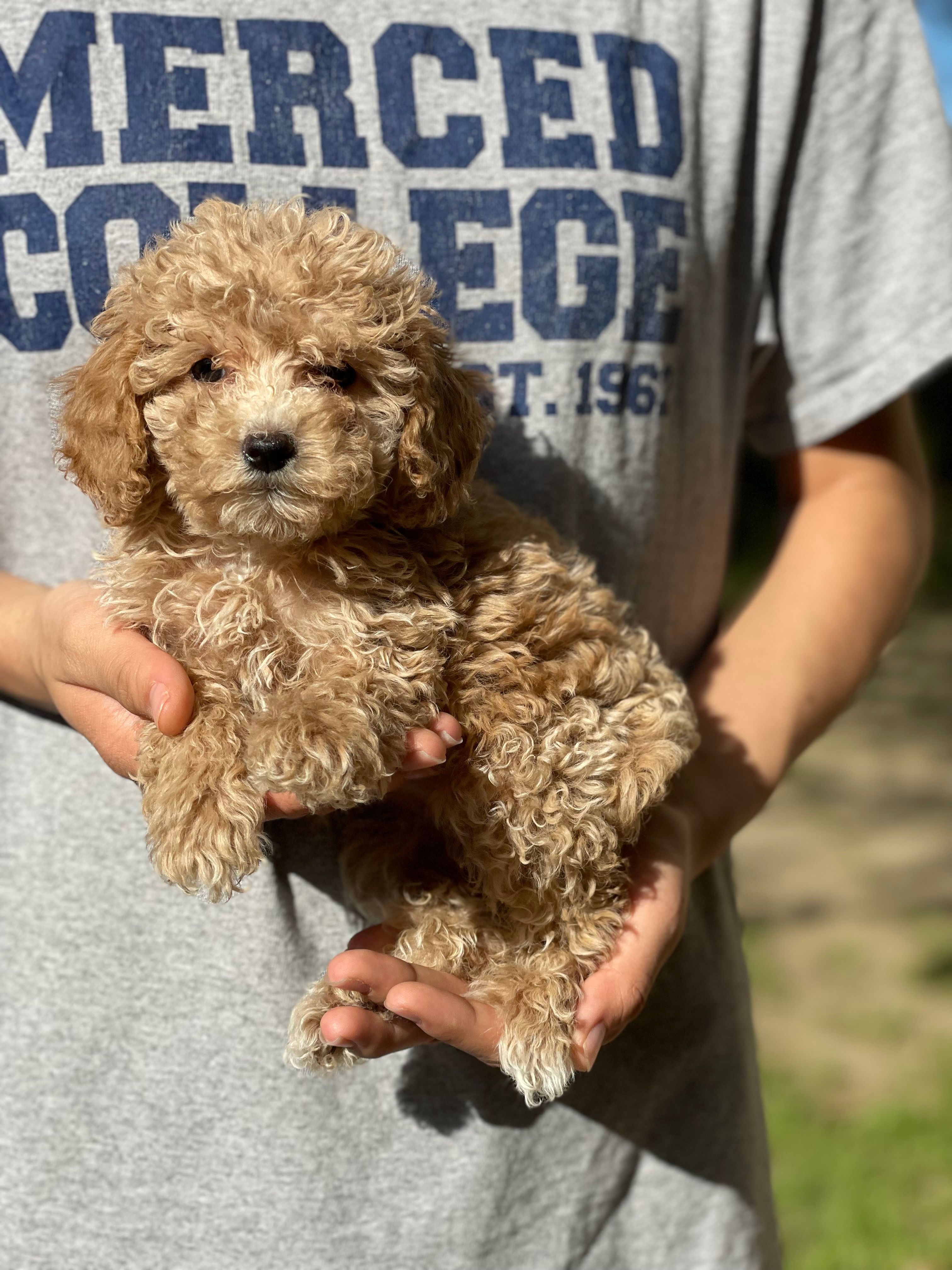 Pepper – Poodle - Toy  puppy for sale in Merced, CA