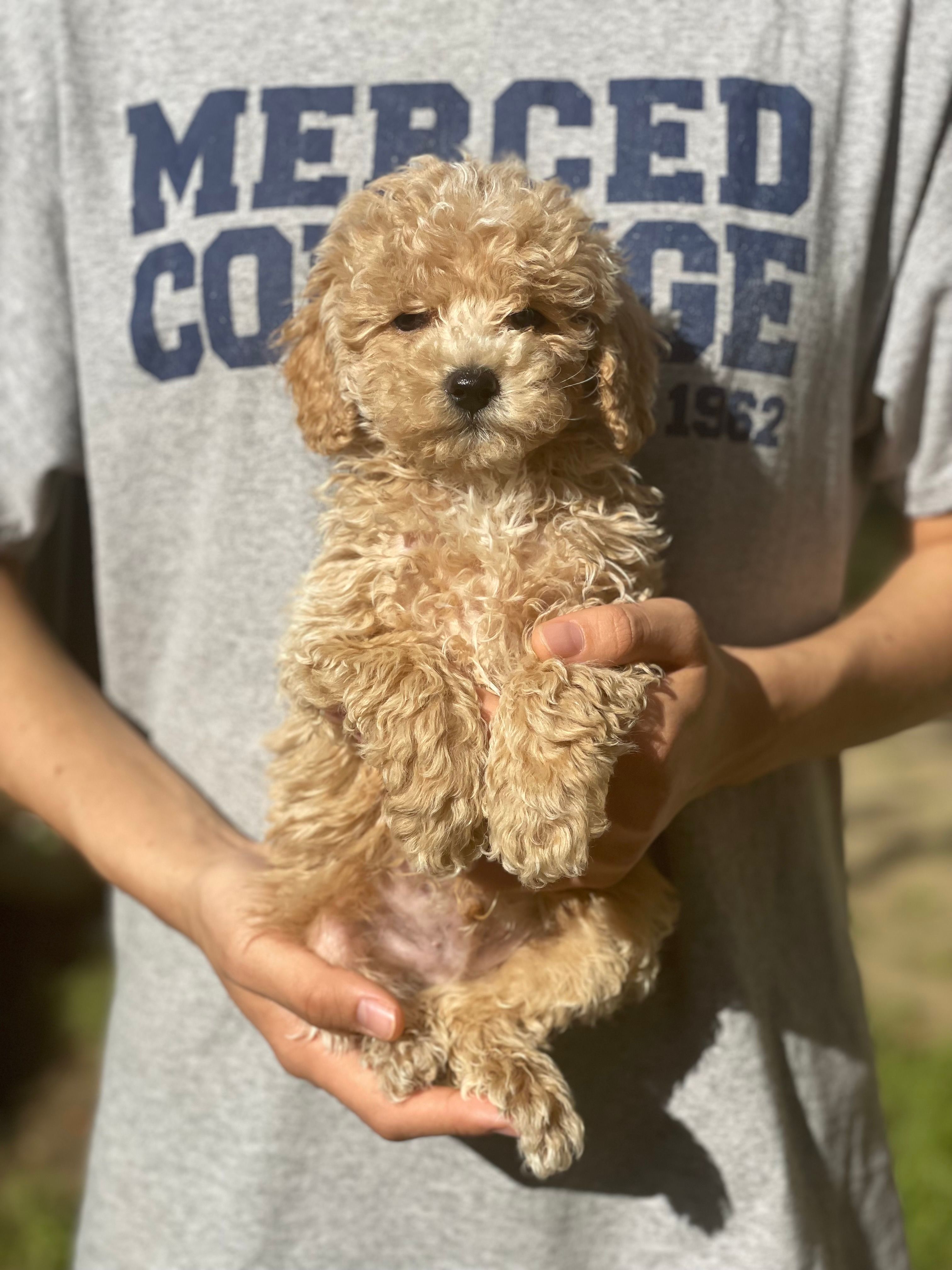 Cheese – Poodle - Toy  puppy for sale in Merced, CA