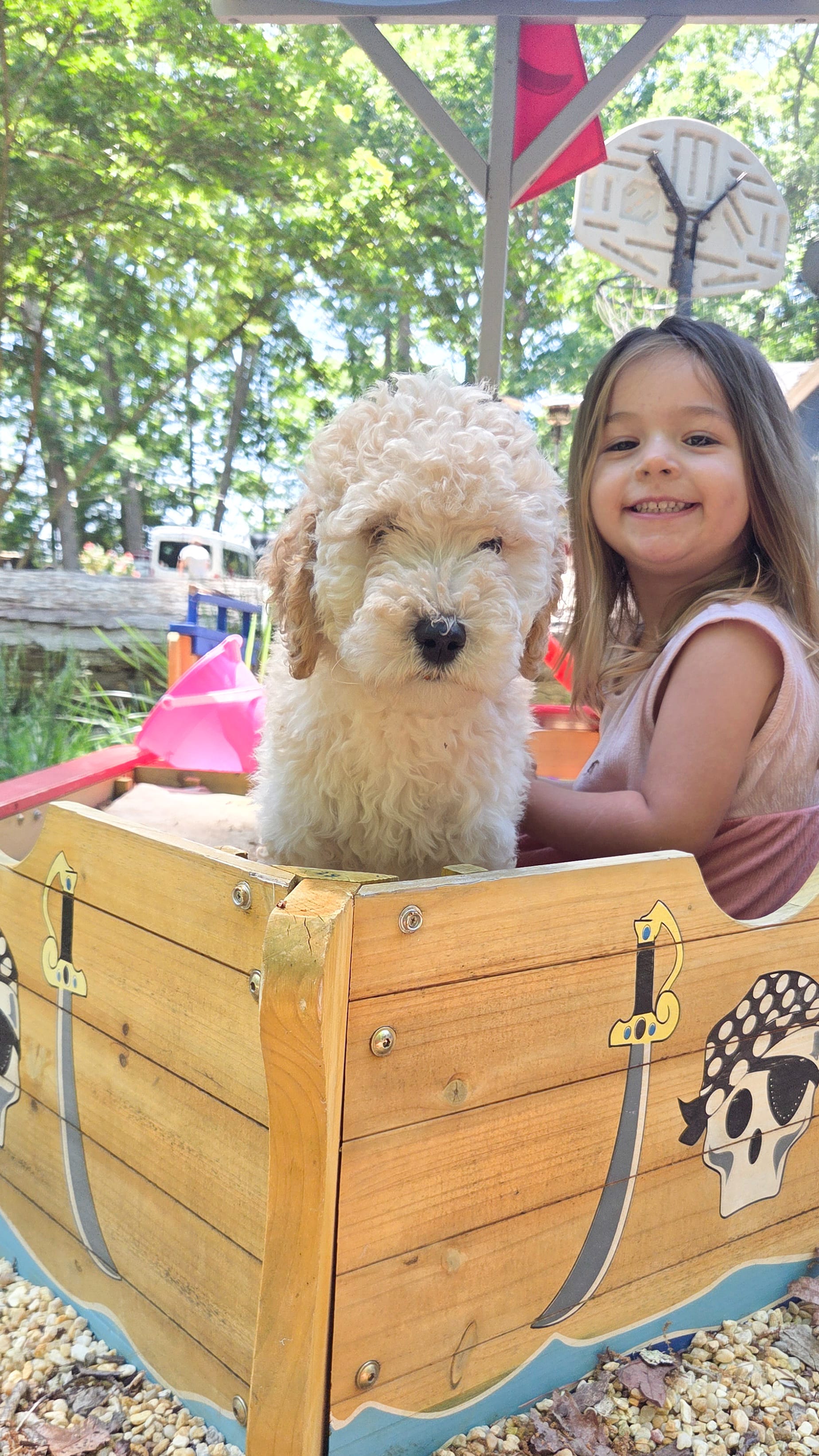 Green – Labradoodle puppy for sale in Lexington Park, MD