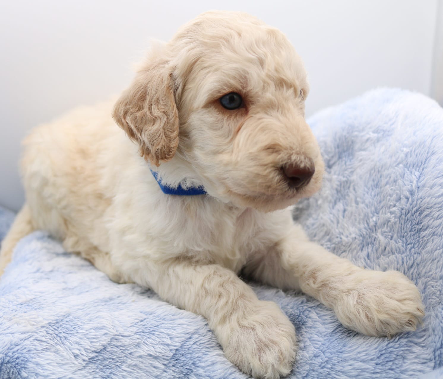 Bluey – Labradoodle puppy for sale in Lexington Park, MD