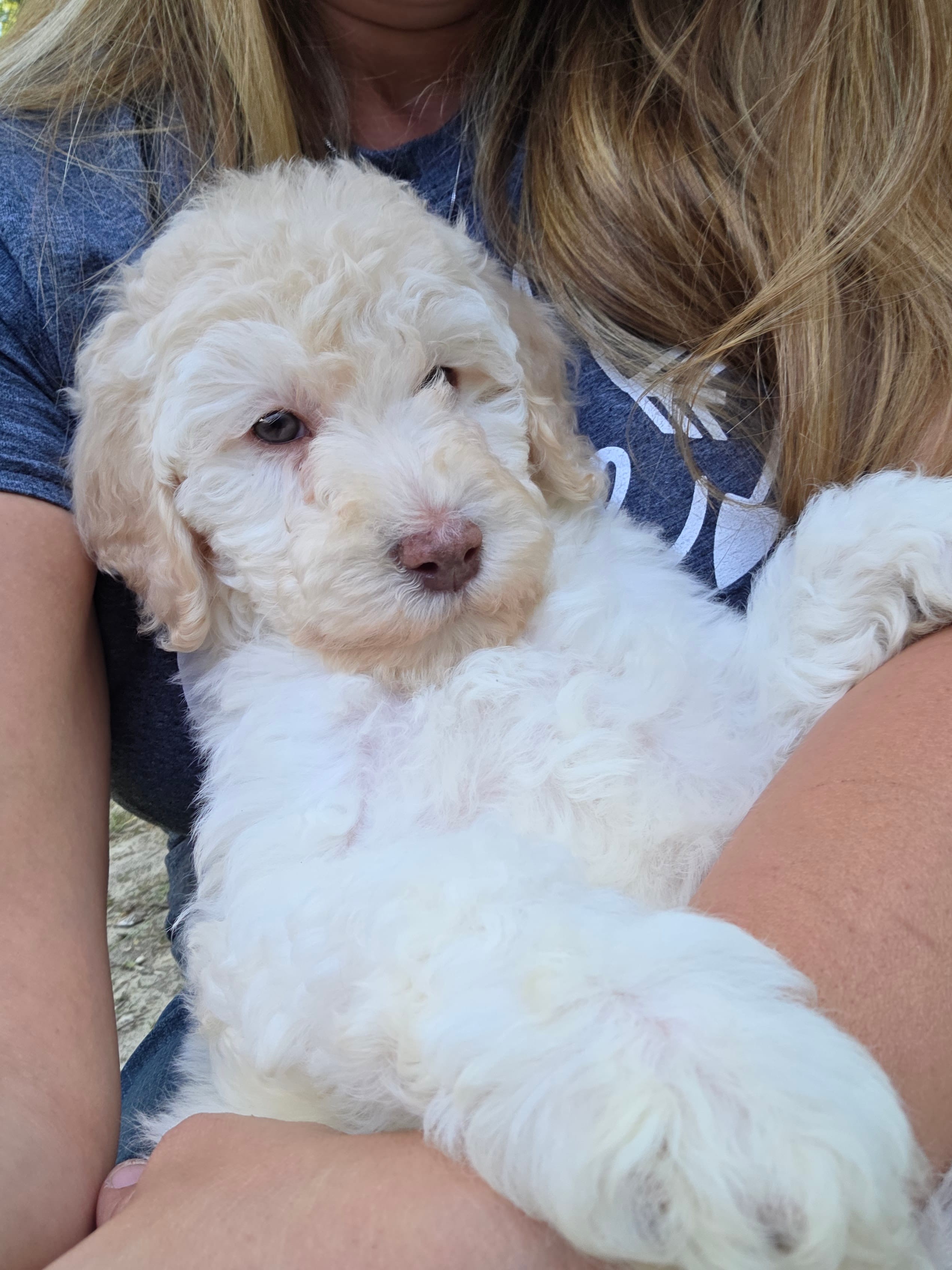 Pink – Labradoodle puppy for sale in Lexington Park, MD