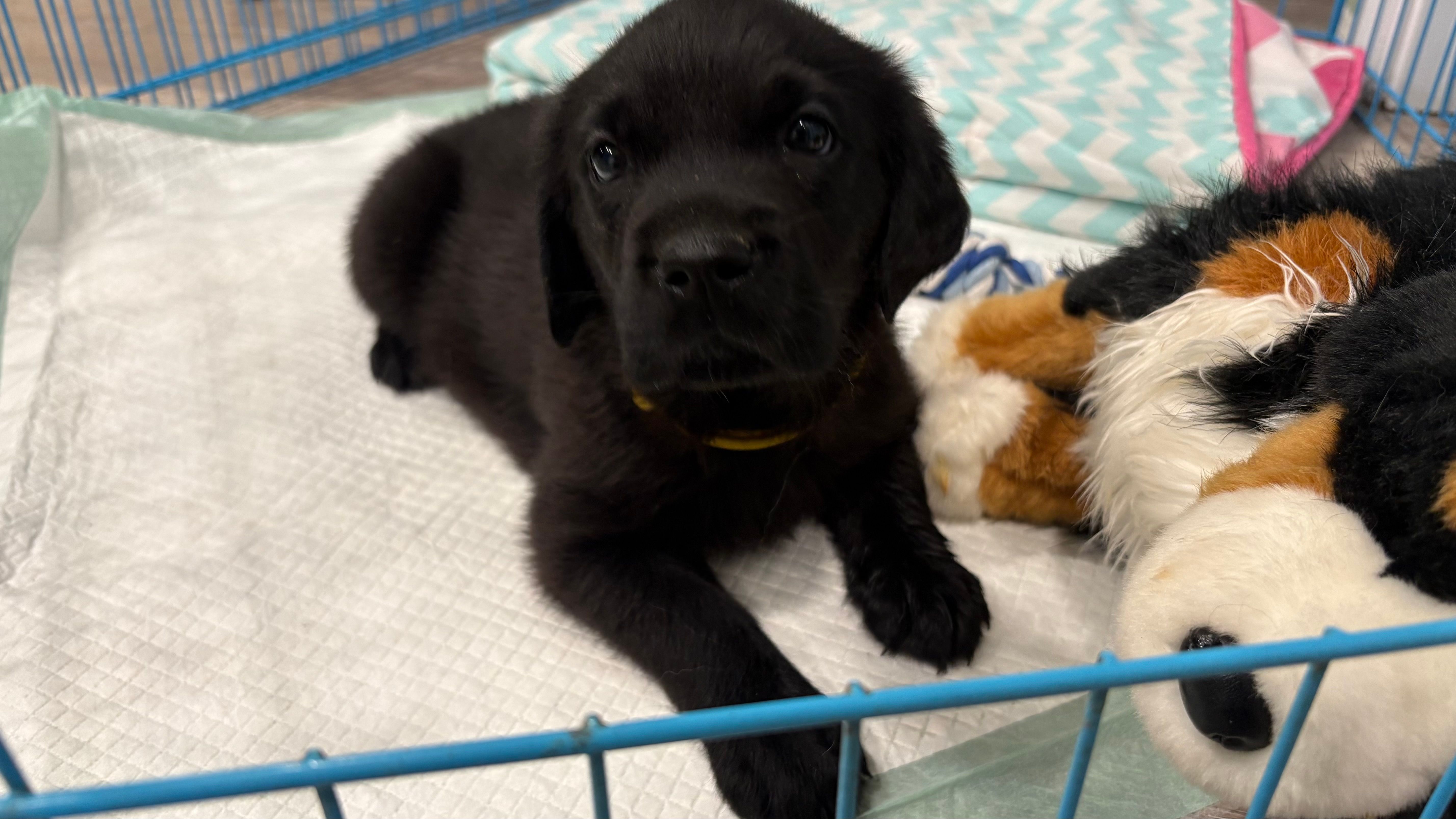Yellow  – Golden Retriever, Goldador puppy for sale in North Lakeville, MA