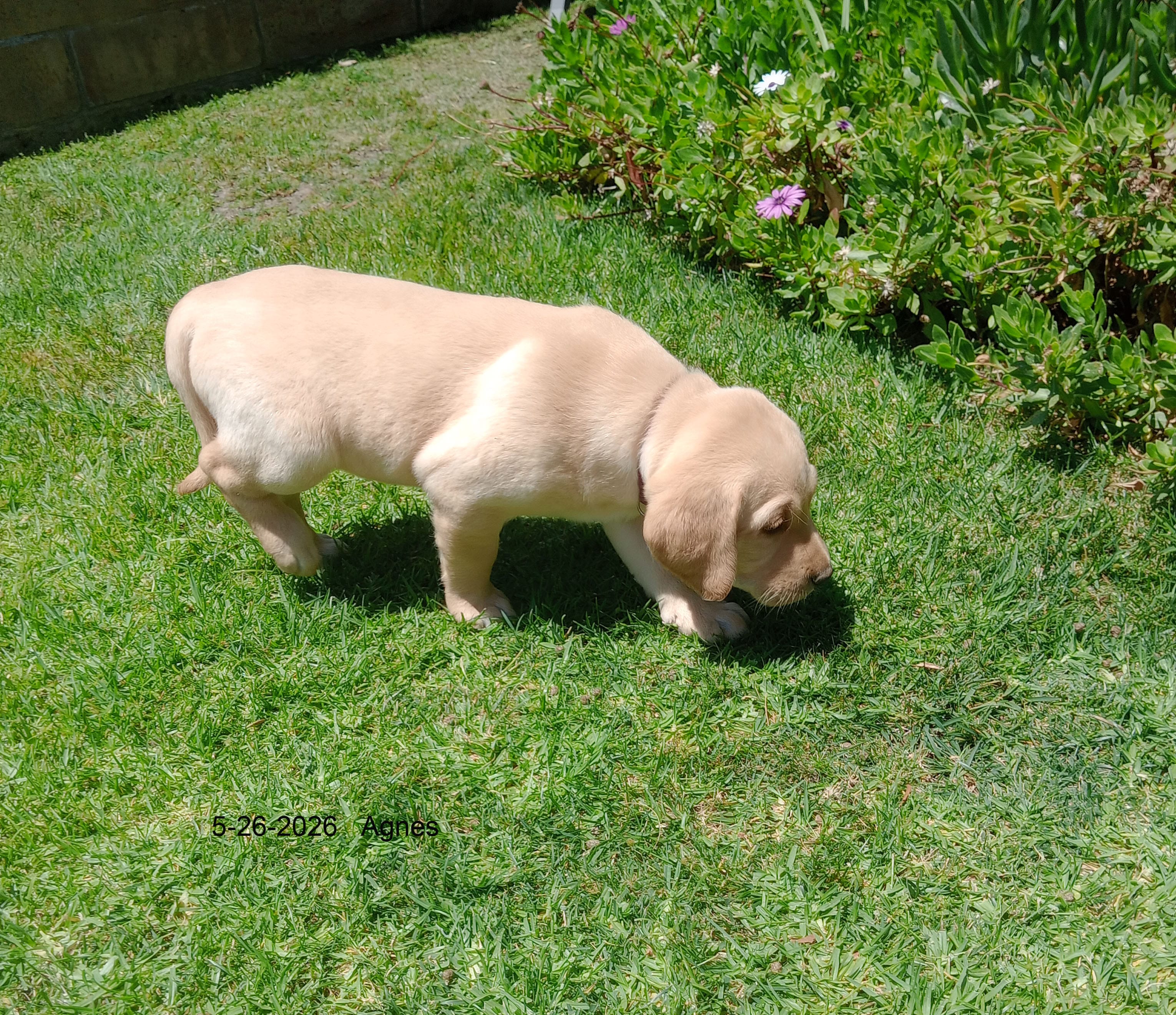 Bailey – Labrador Retriever puppy on hold in Mission Viejo, CA