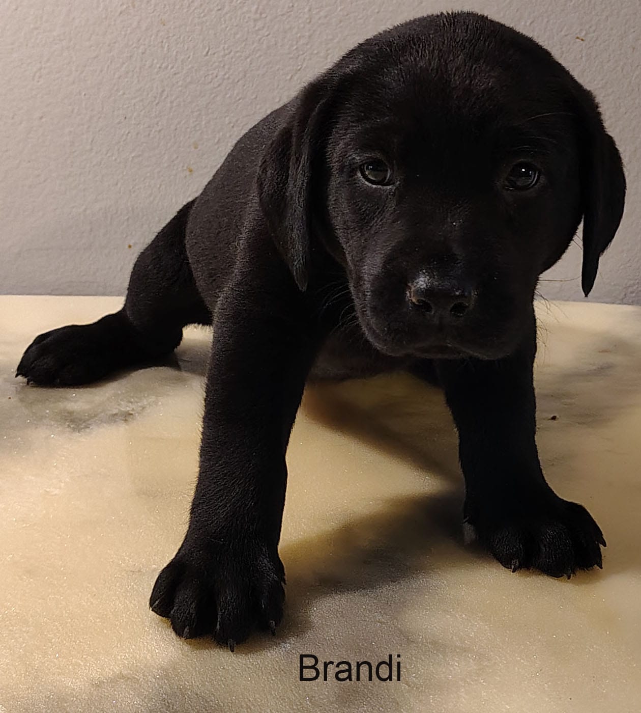 Brandi – Labrador Retriever puppy for sale in Mission Viejo, CA