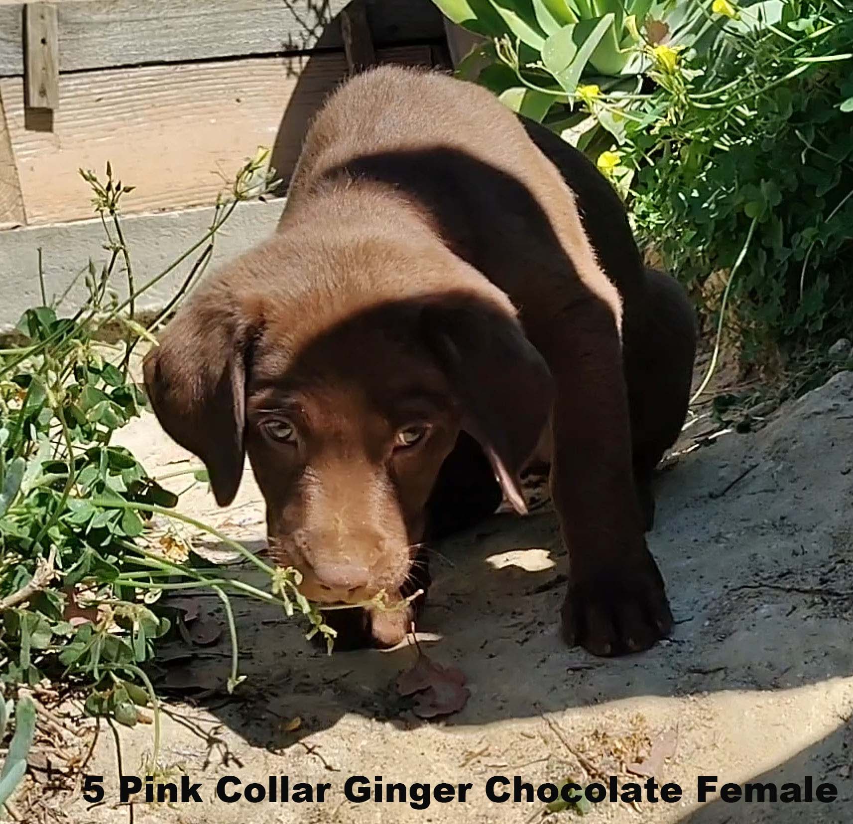 Ginger  – Labrador Retriever puppy for sale in Mission Viejo, CA
