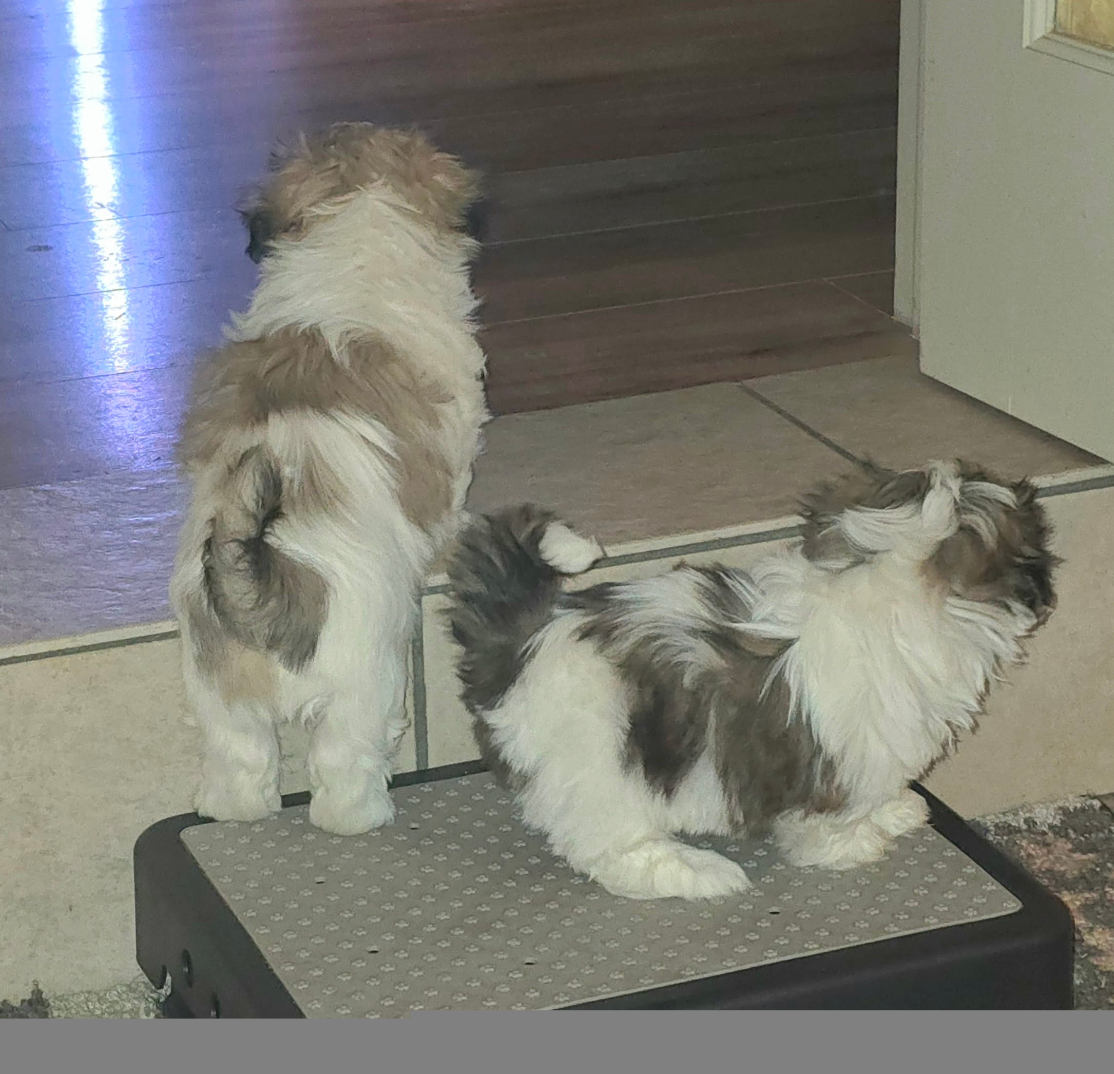 Bode, a male Shih Tzu for sale in Little Rock, AR – Photo 3 of 4