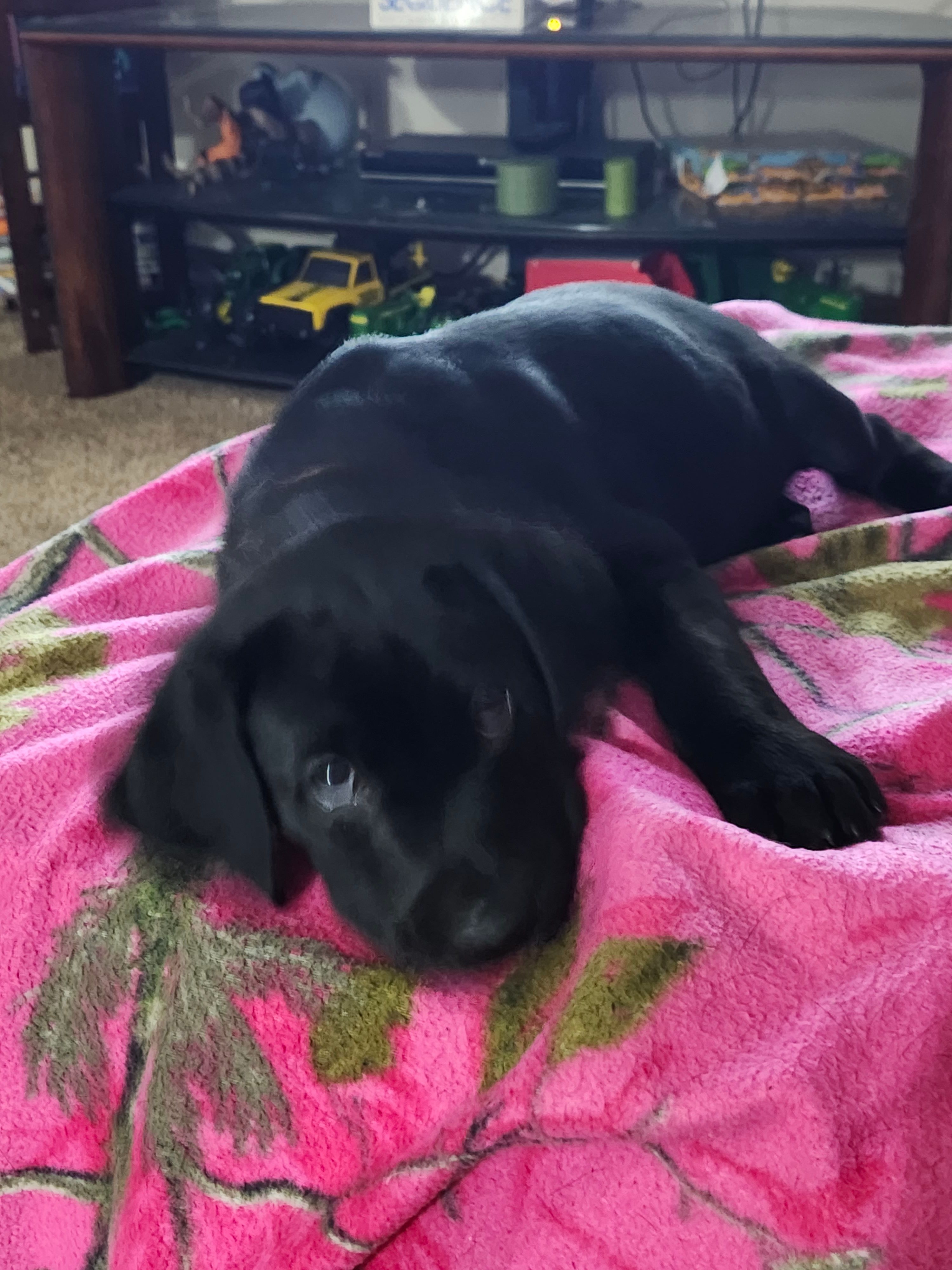 Orange collar (Emmie)