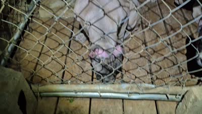 Formentino 1, a male Cane Corso for sale in Mount Gilead, NC – 2 of 2