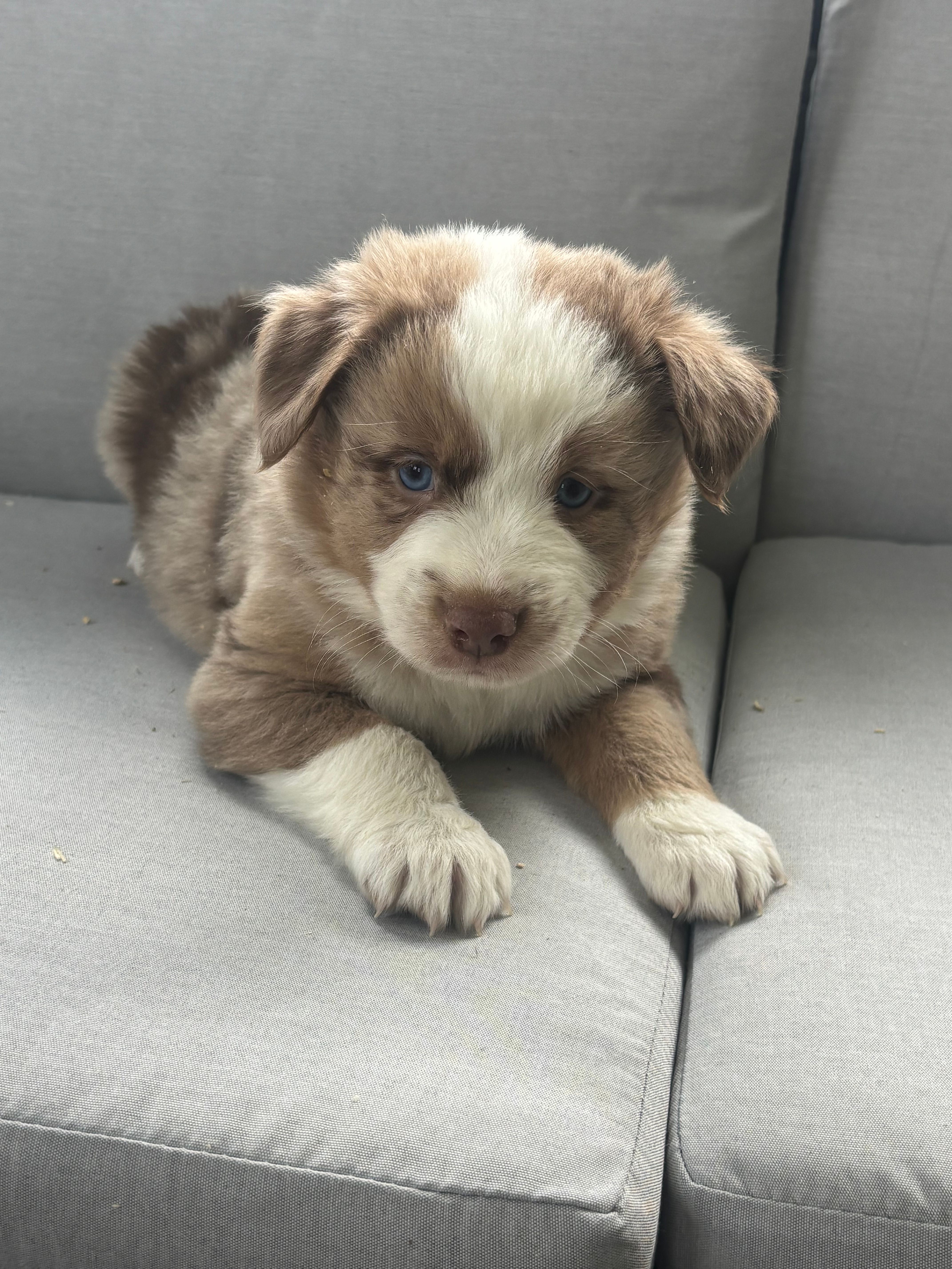 Ron – Australian Shepherd puppy for sale in Durand, MI