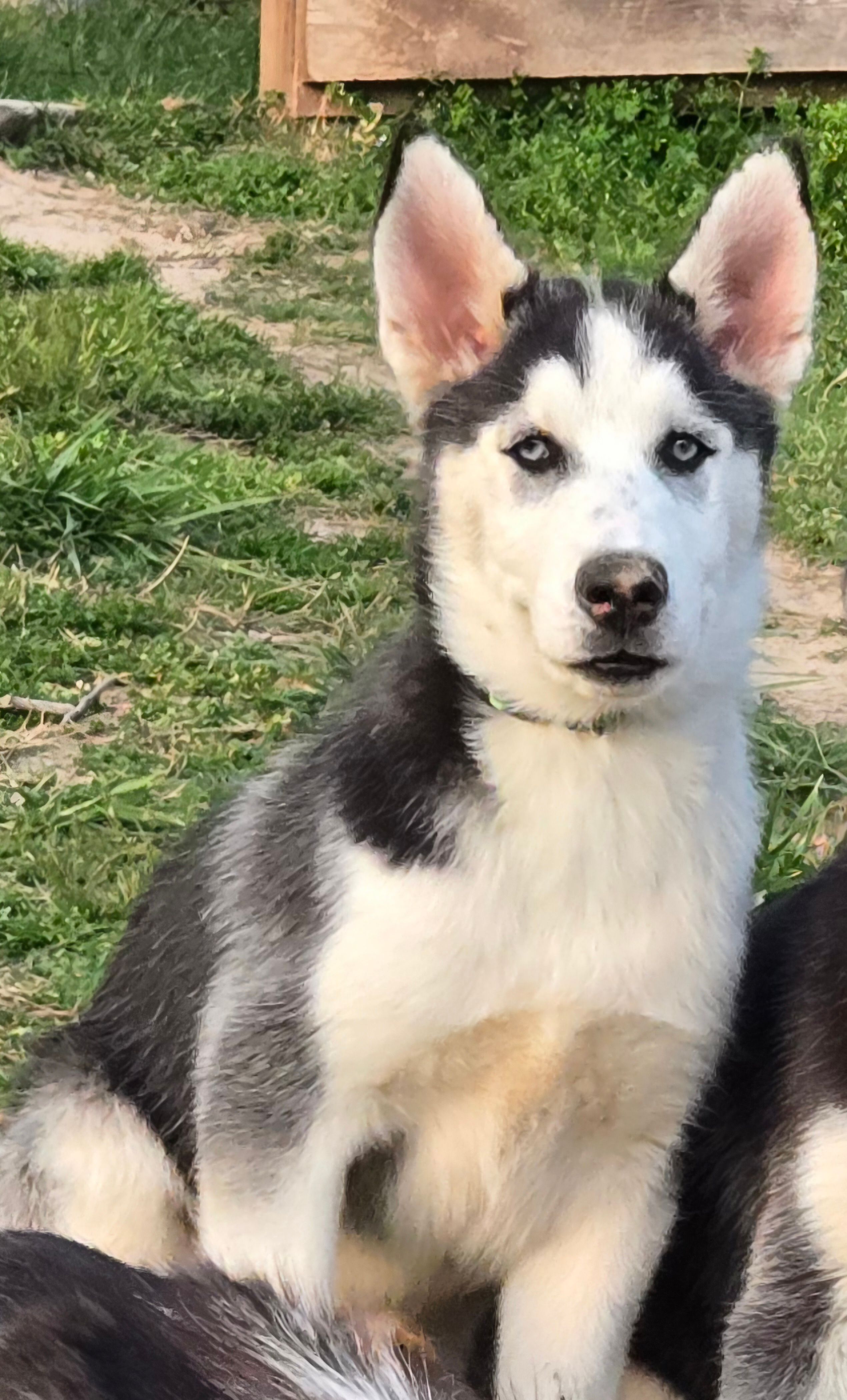 Scottie – Siberian Husky puppy for sale in Nashville, TN
