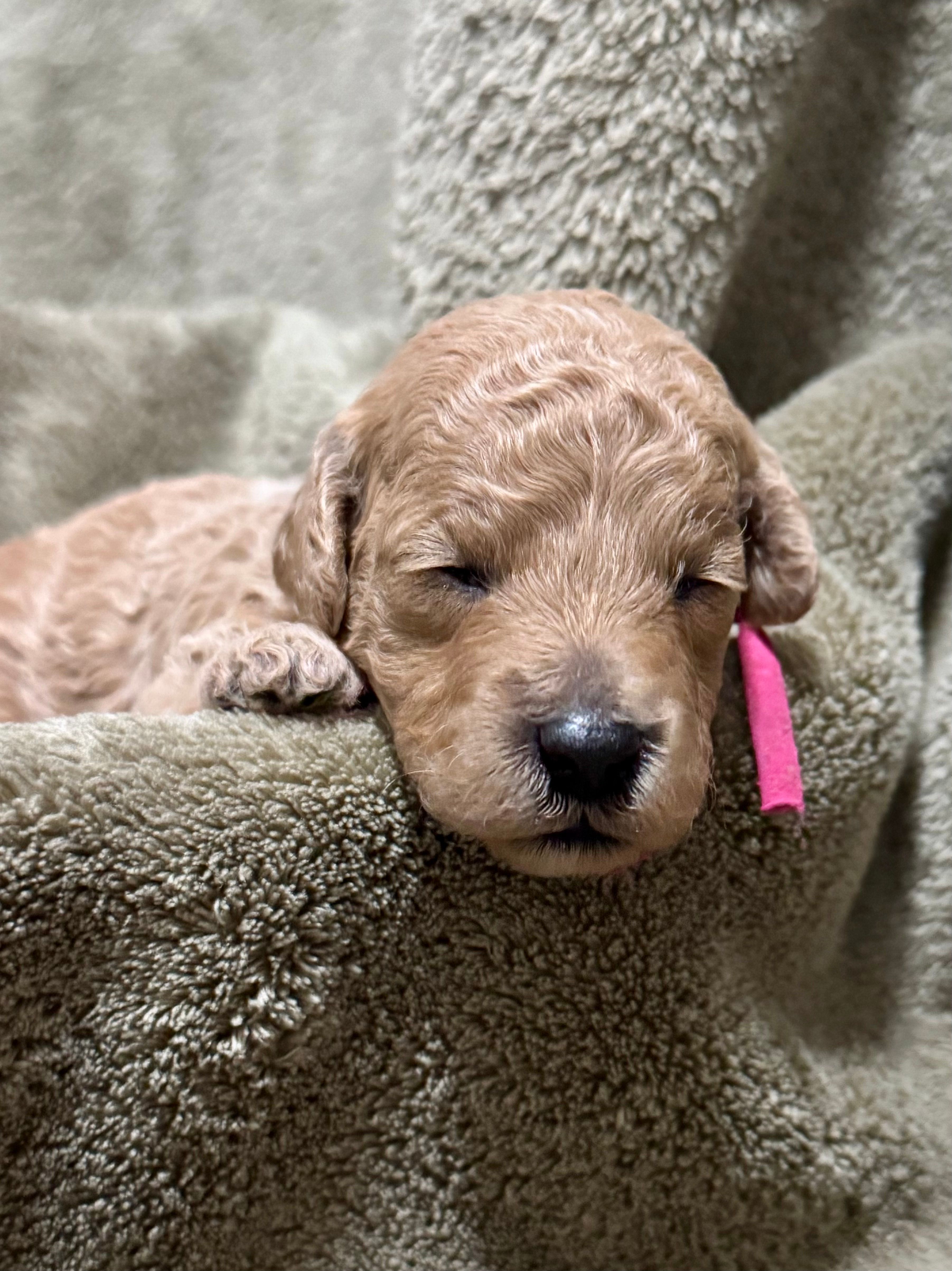AKC Pink – Poodle - Miniature  puppy for sale in Granite, OK