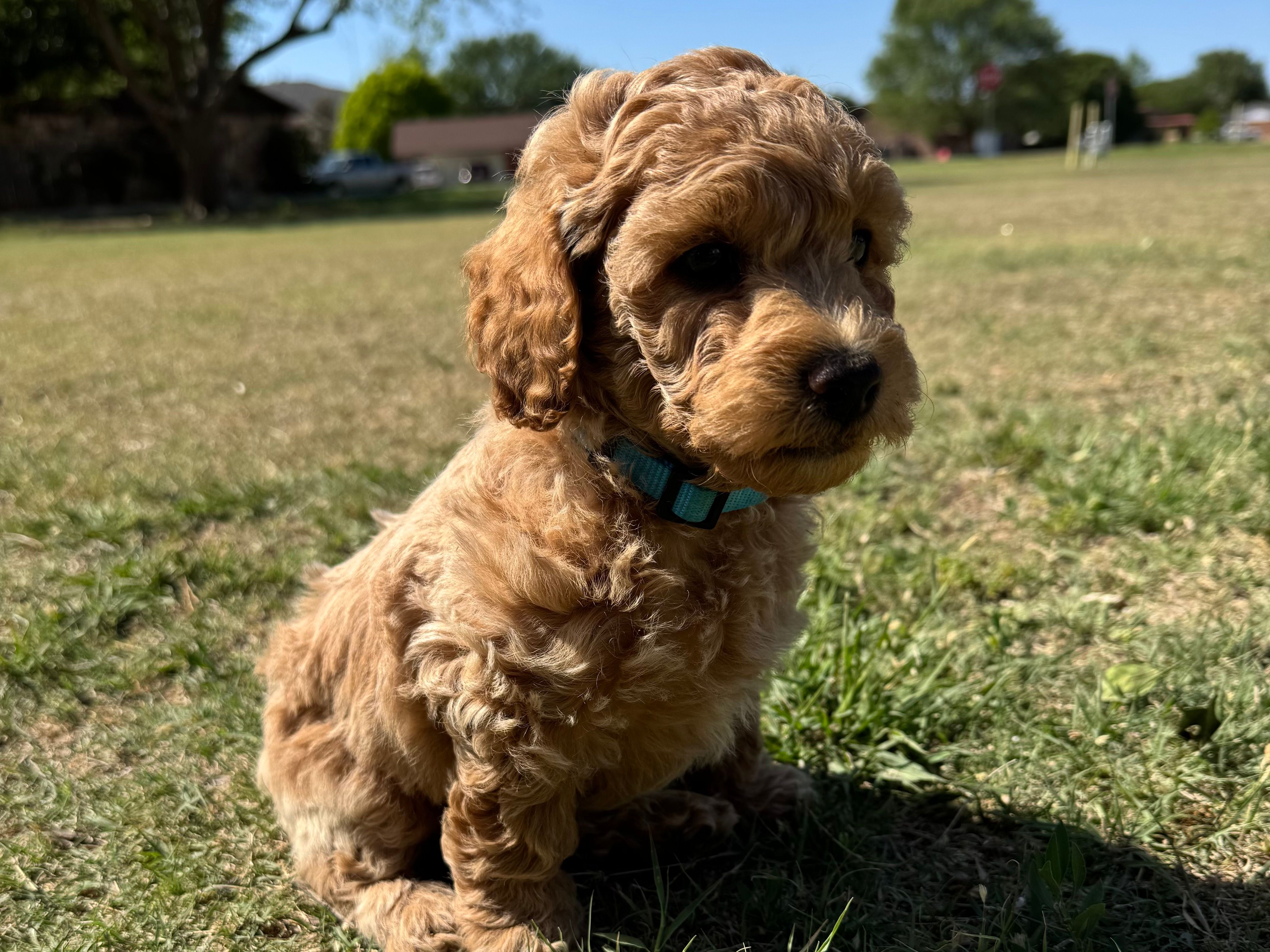 AKC Blue – Poodle - Miniature  puppy for sale in Granite, OK