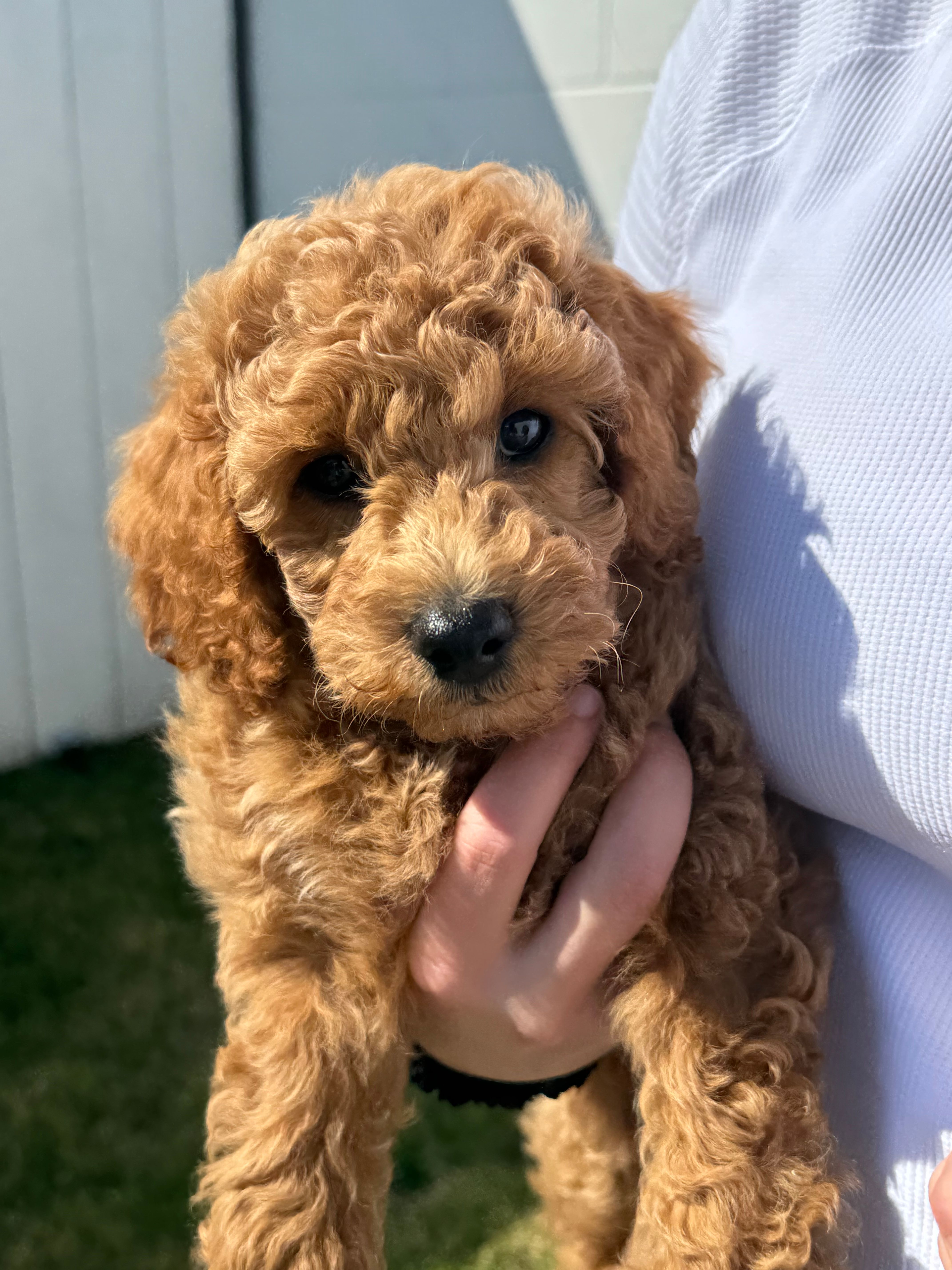 AKC Red  – Poodle - Miniature  puppy for sale in Granite, OK