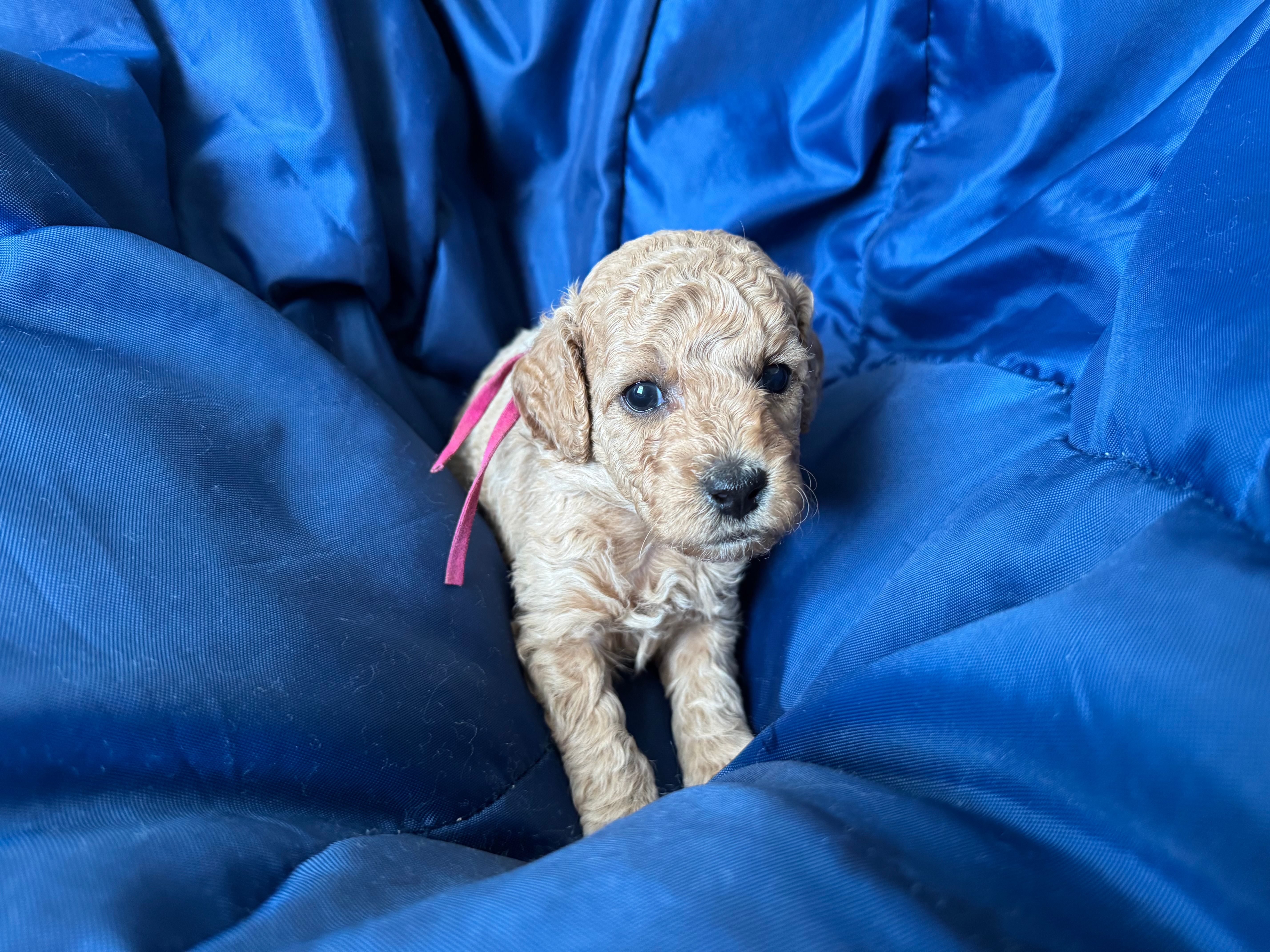 AKC Pink – Poodle - Miniature  puppy for sale in Granite, OK