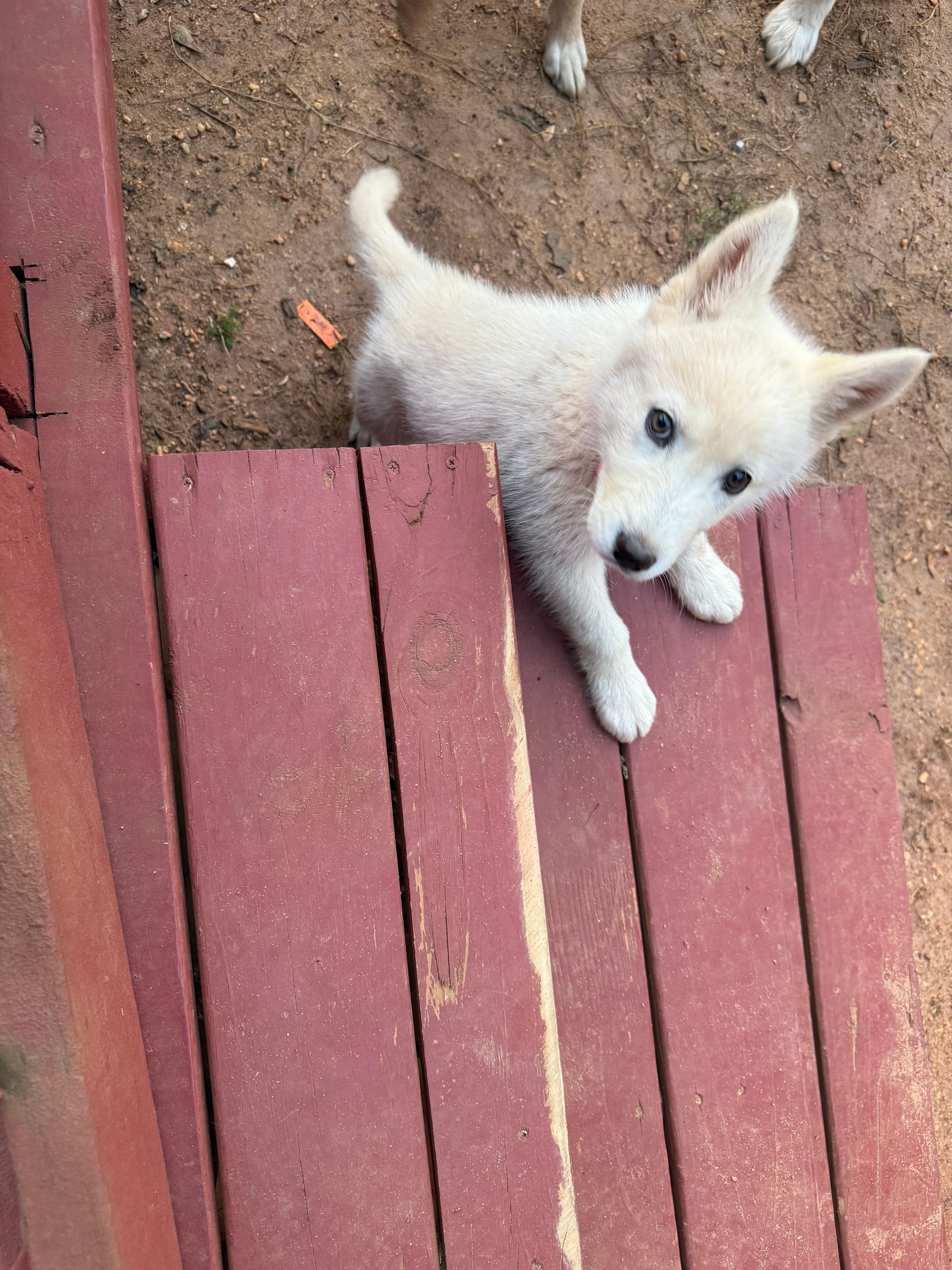 Winter – Siberian Husky puppy for sale in Tuskegee Institute, AL