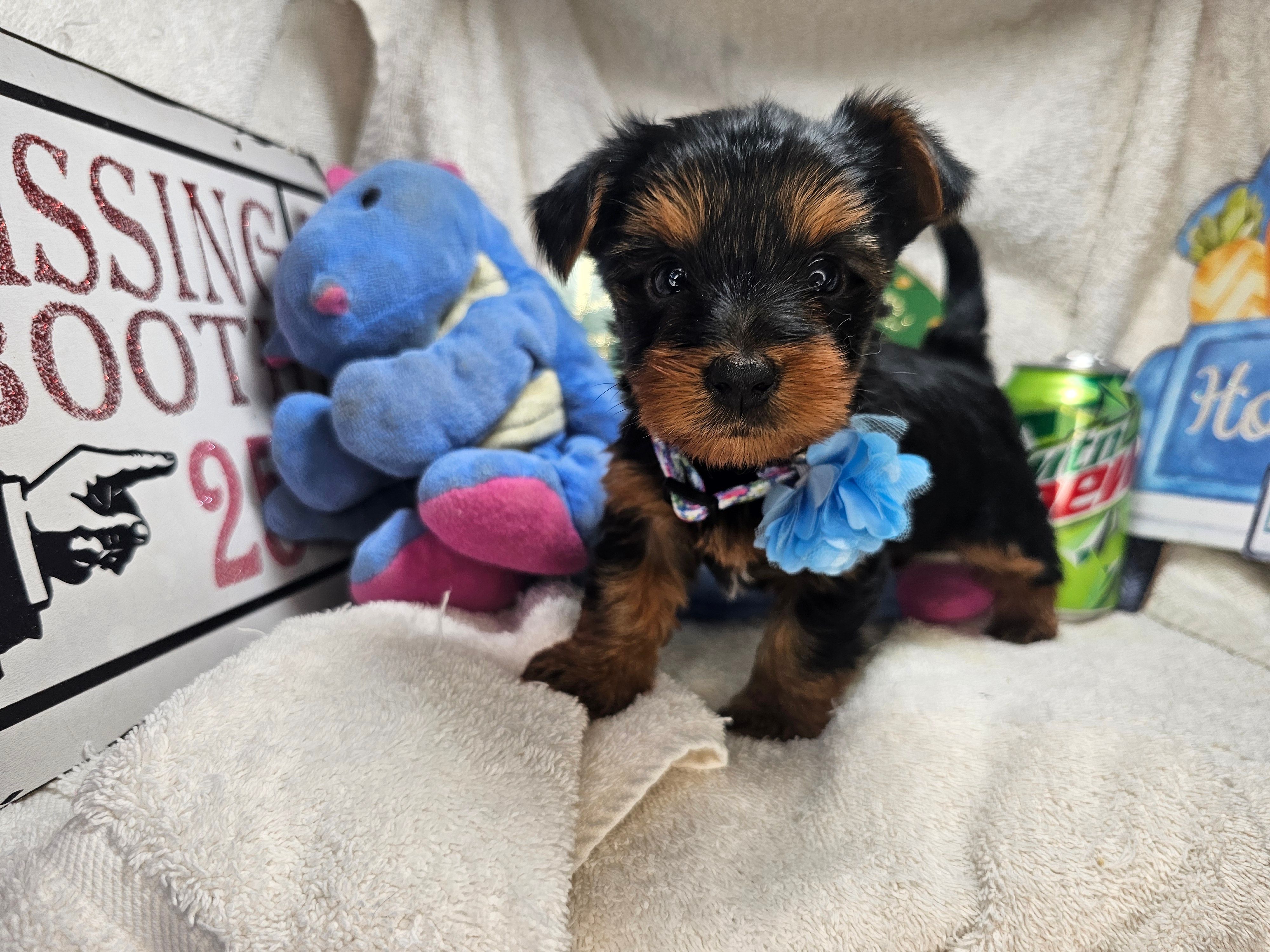 Sly – Yorkshire Terrier puppy for sale in Annapolis, MD