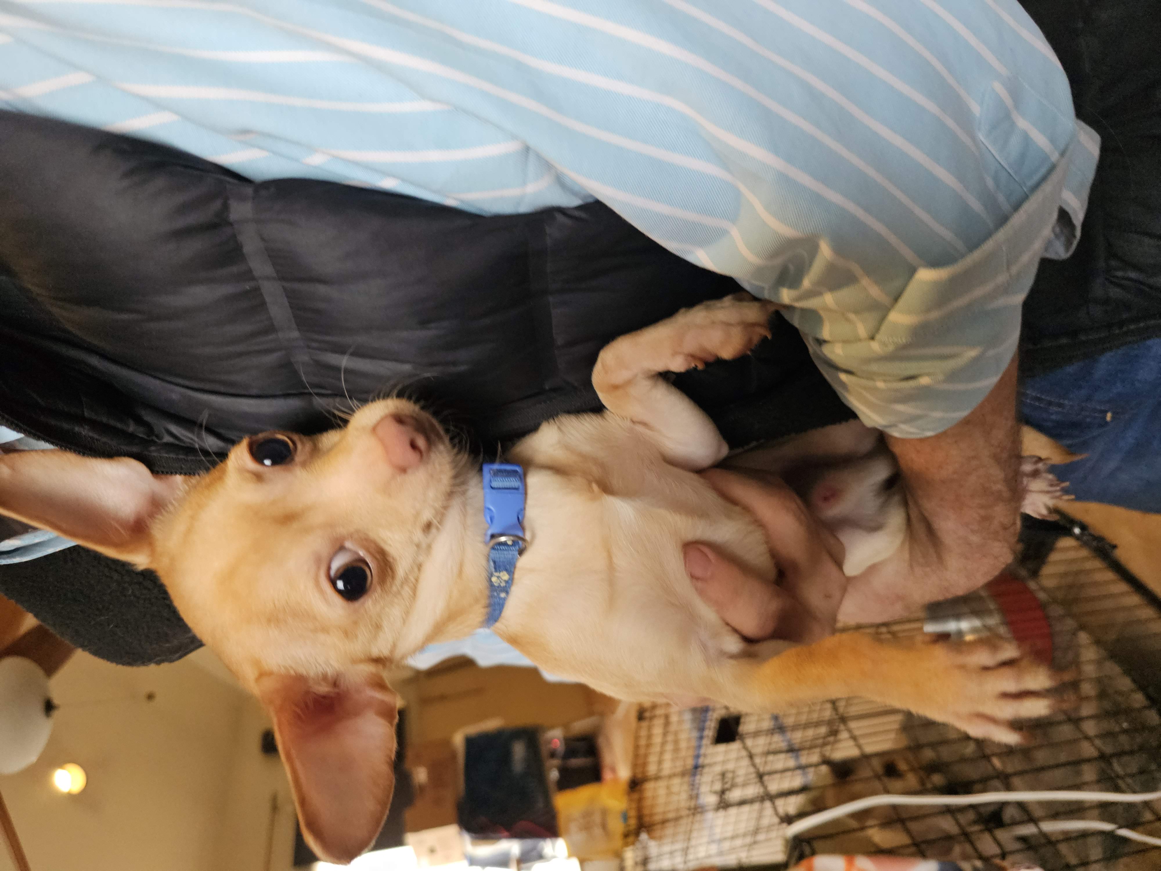 Taco  – Chihuahua puppy for sale in Annapolis, MD