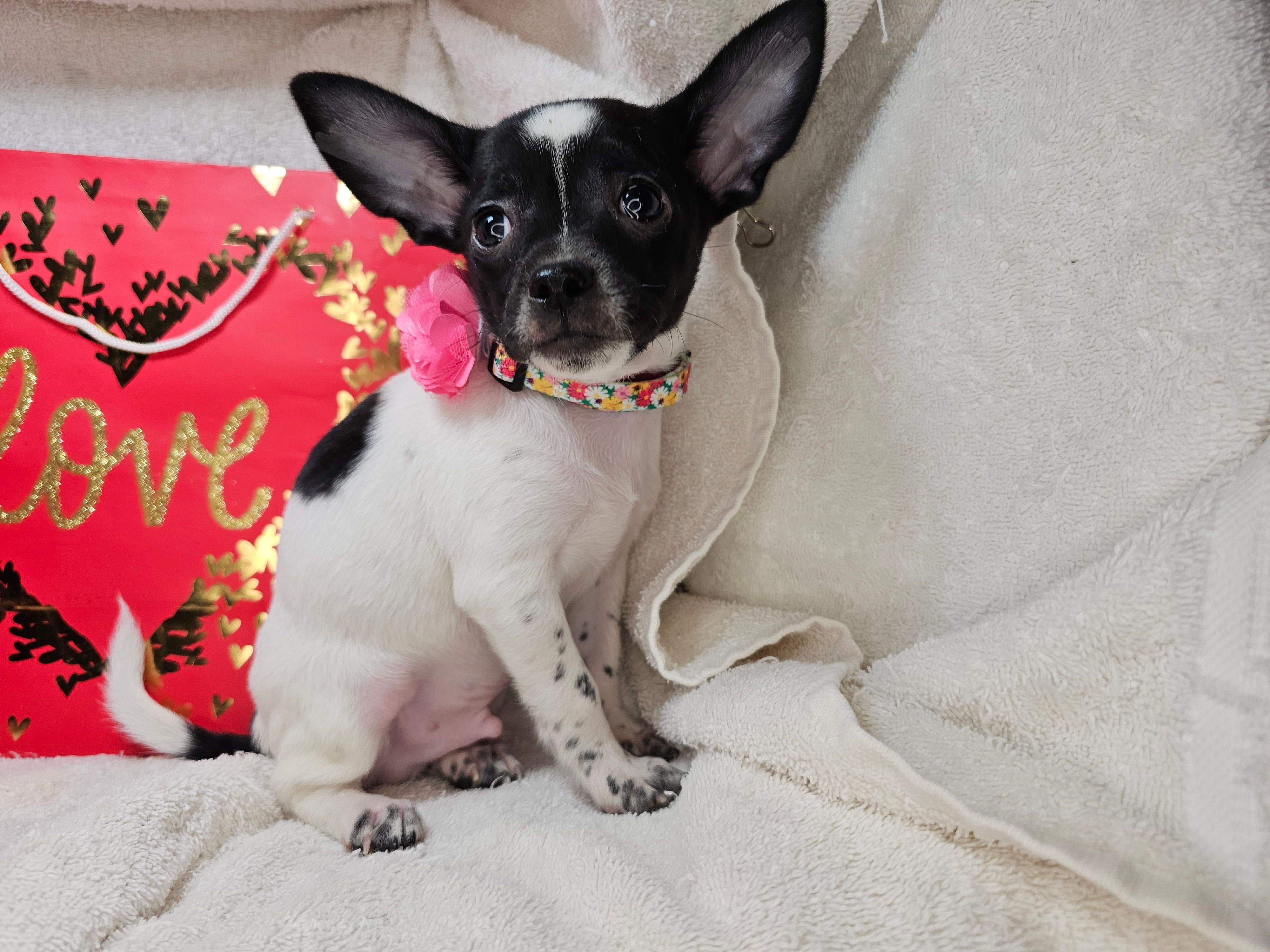 RooRoo (M) – Chihuahua puppy for sale in Annapolis, MD