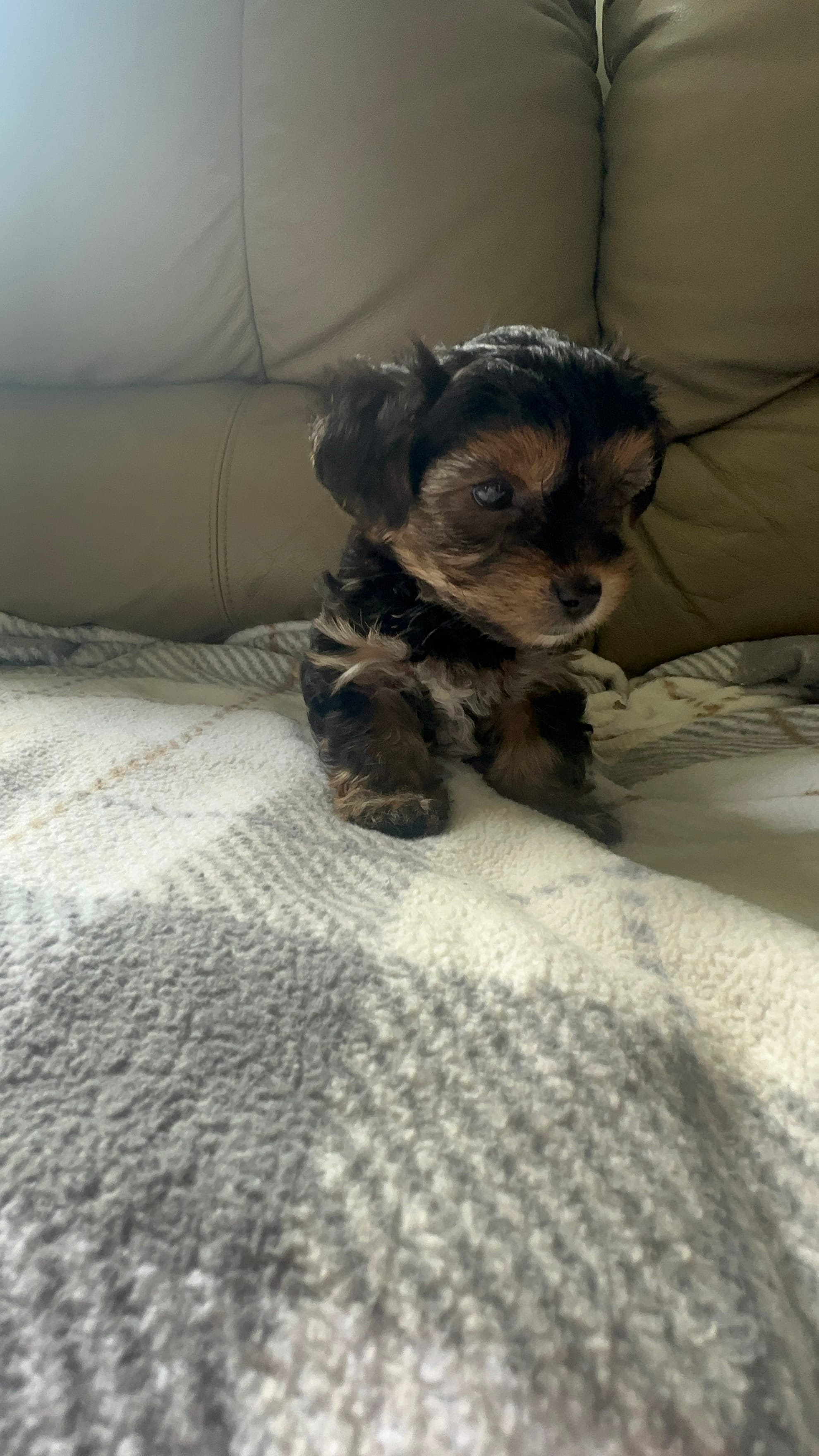 Baby boy – Yorkshire Terrier puppy for sale in Tishomingo, MS