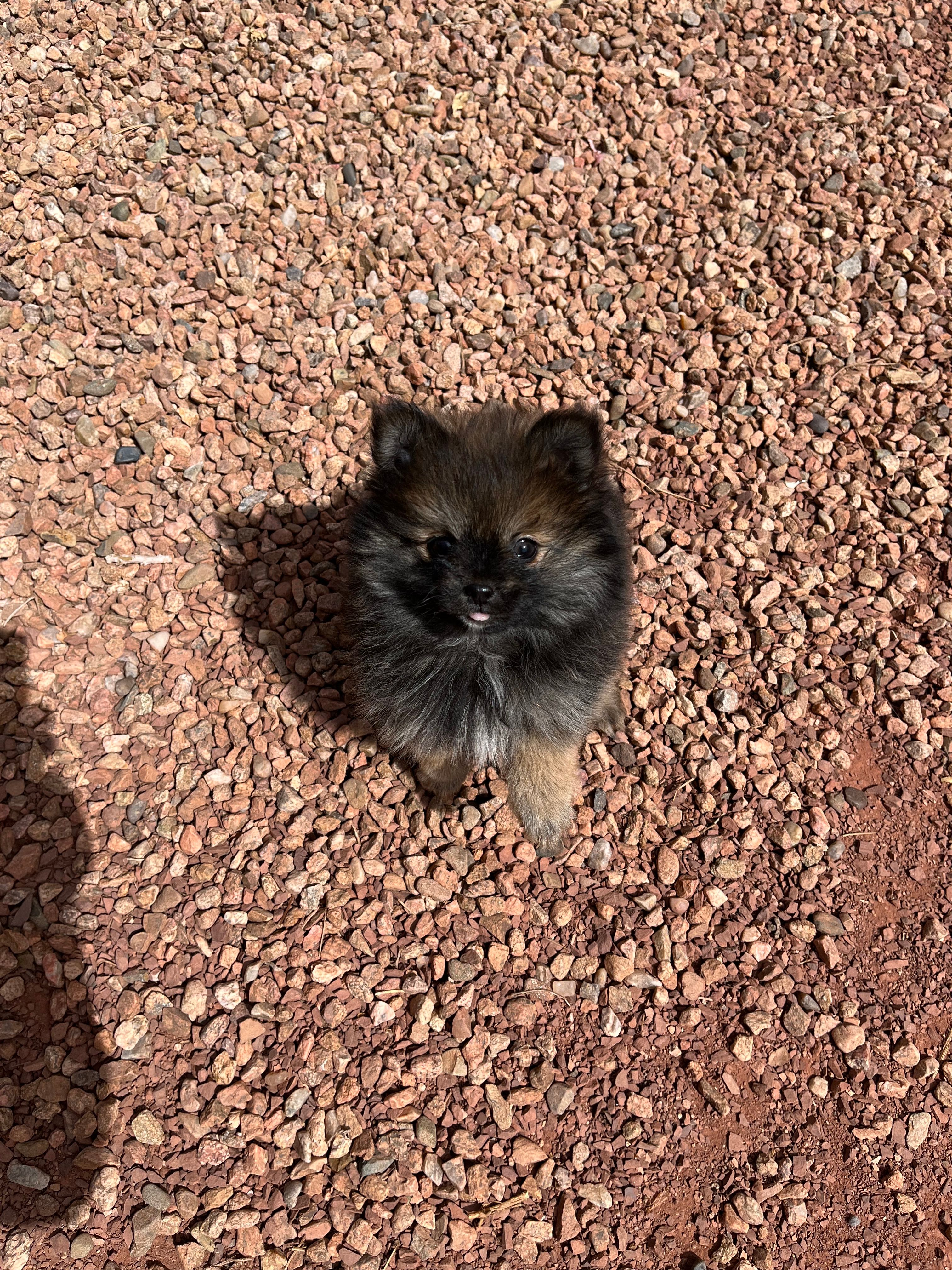 PRINCESS -NEW PRICE  – Pomeranian puppy for sale in Albuquerque, NM