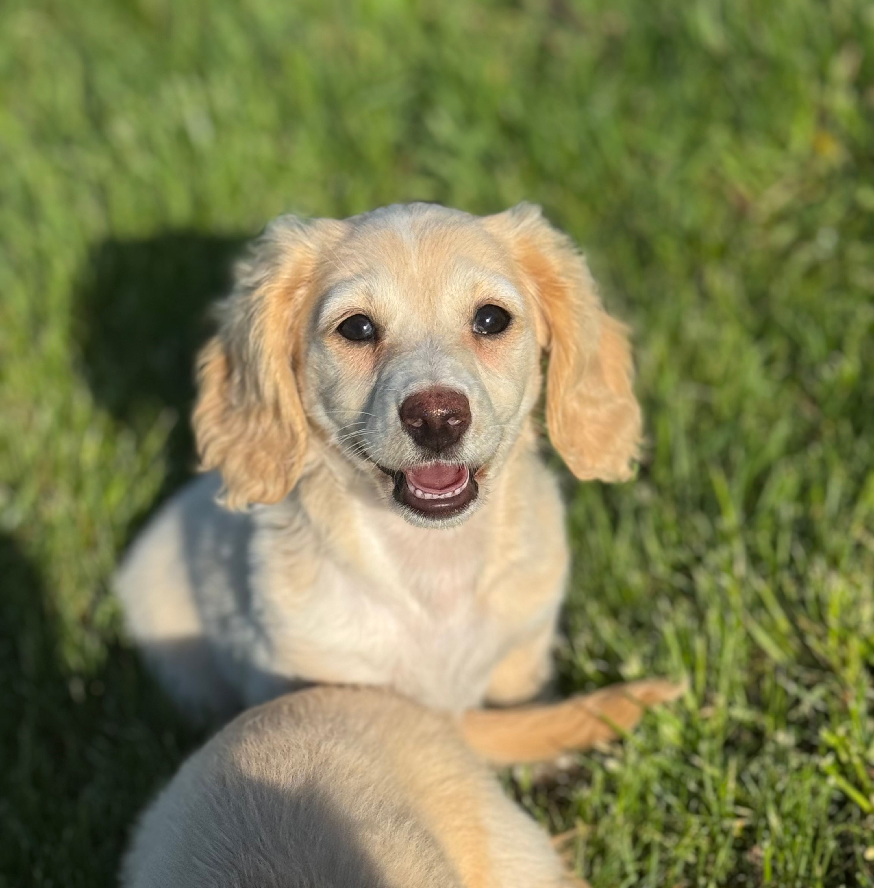 Cream Piebald  – Miniature Dachshund puppy for sale in Osceola, IA