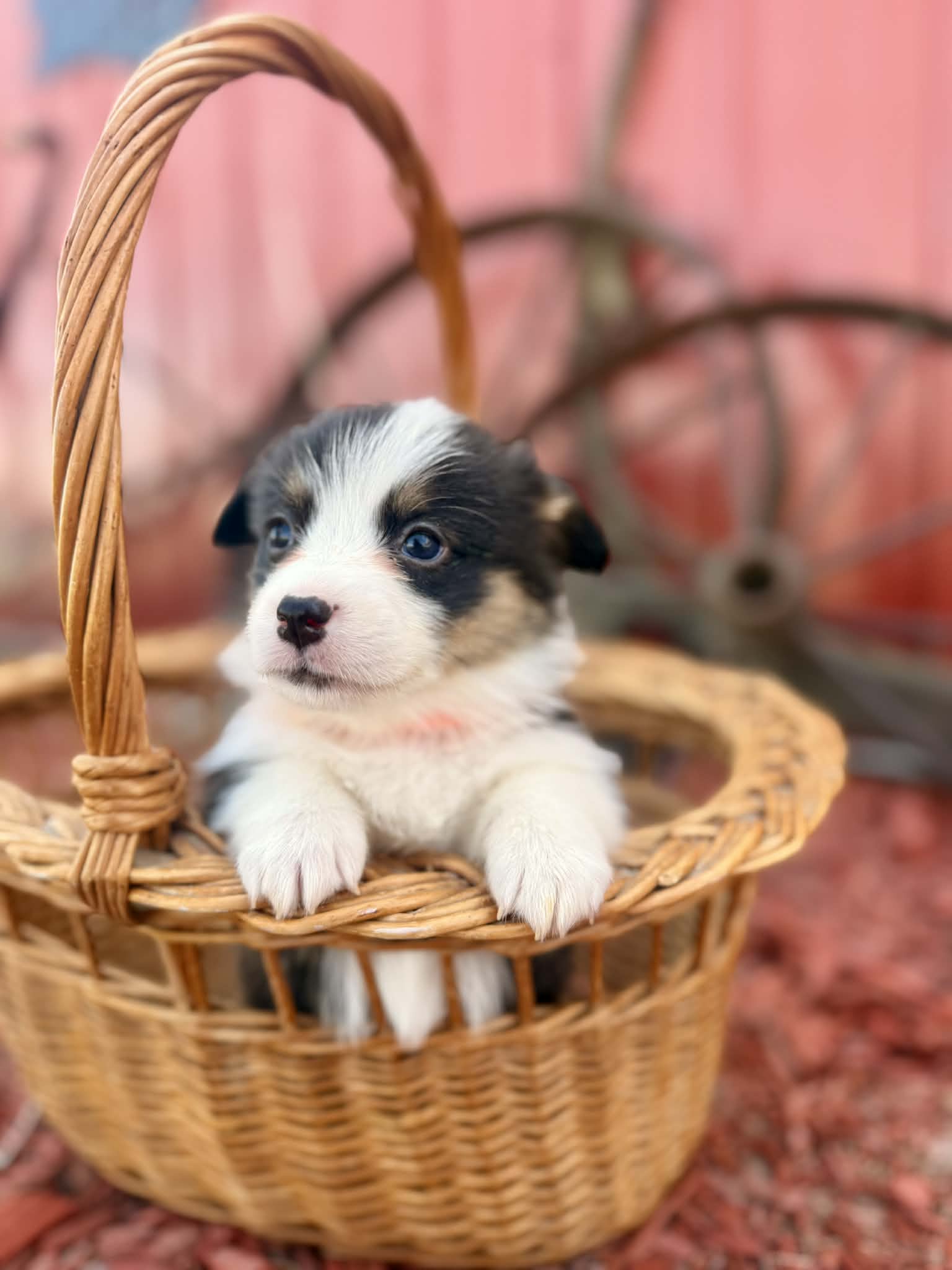 Black tri female  – Pembroke Welsh Corgi puppy for sale in Osceola, IA