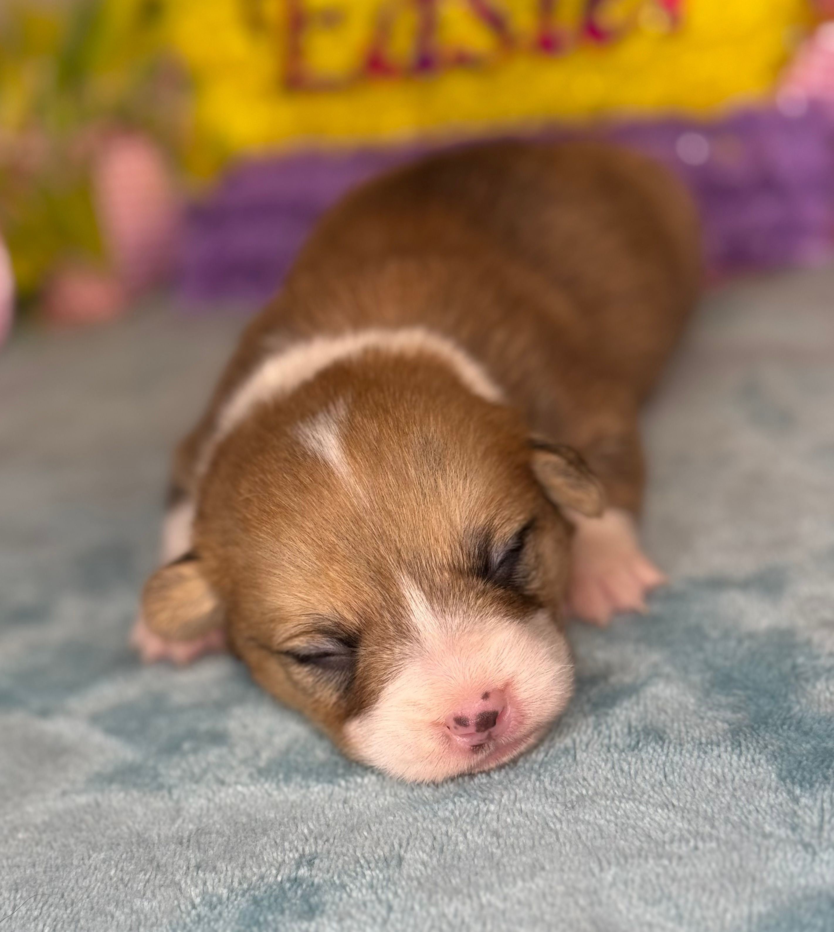 Orange collar  – Pembroke Welsh Corgi puppy for sale in Osceola, IA