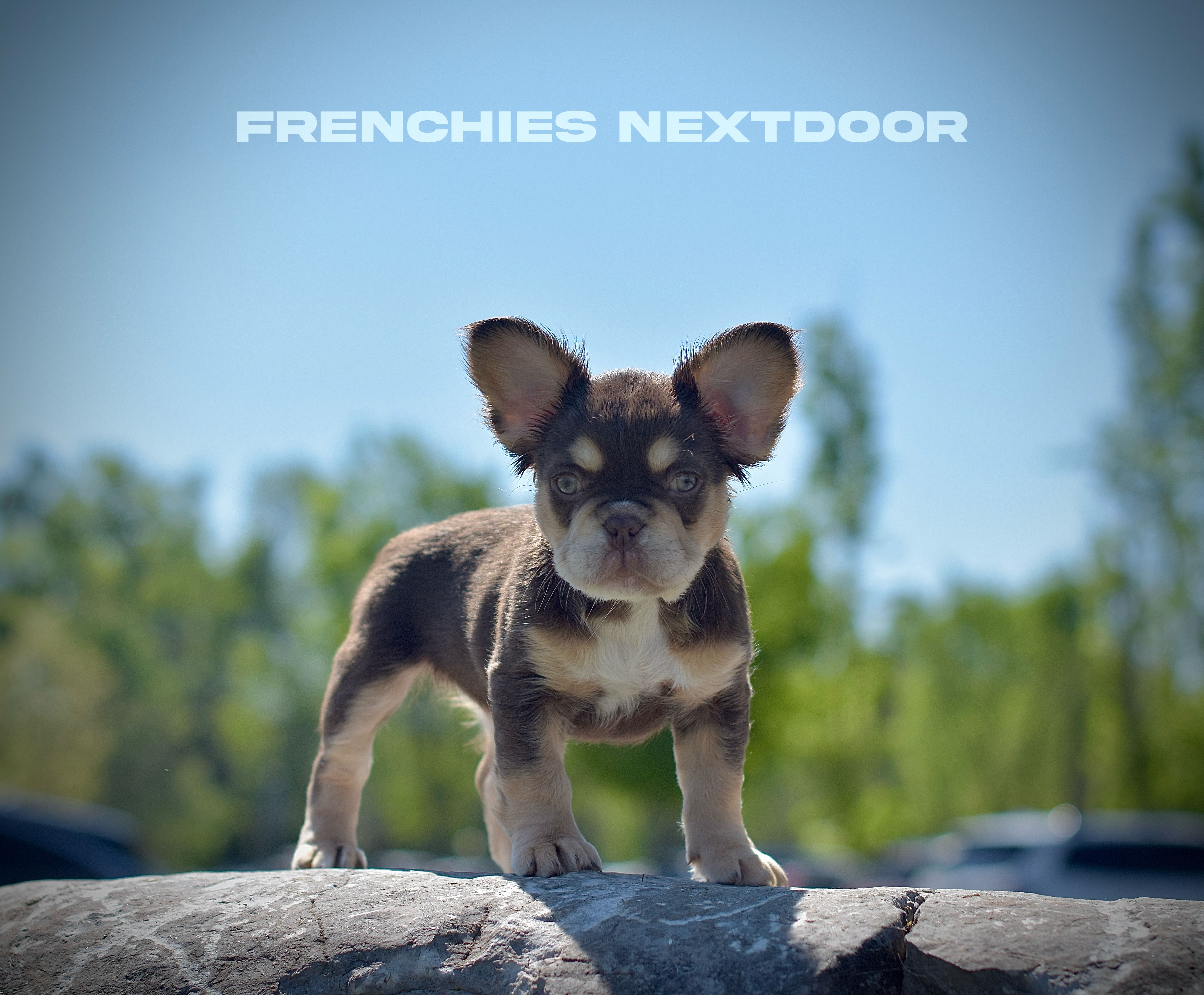 New shade Rojo and tan fluffy – French Bulldog puppy for sale in Murfreesboro, TN