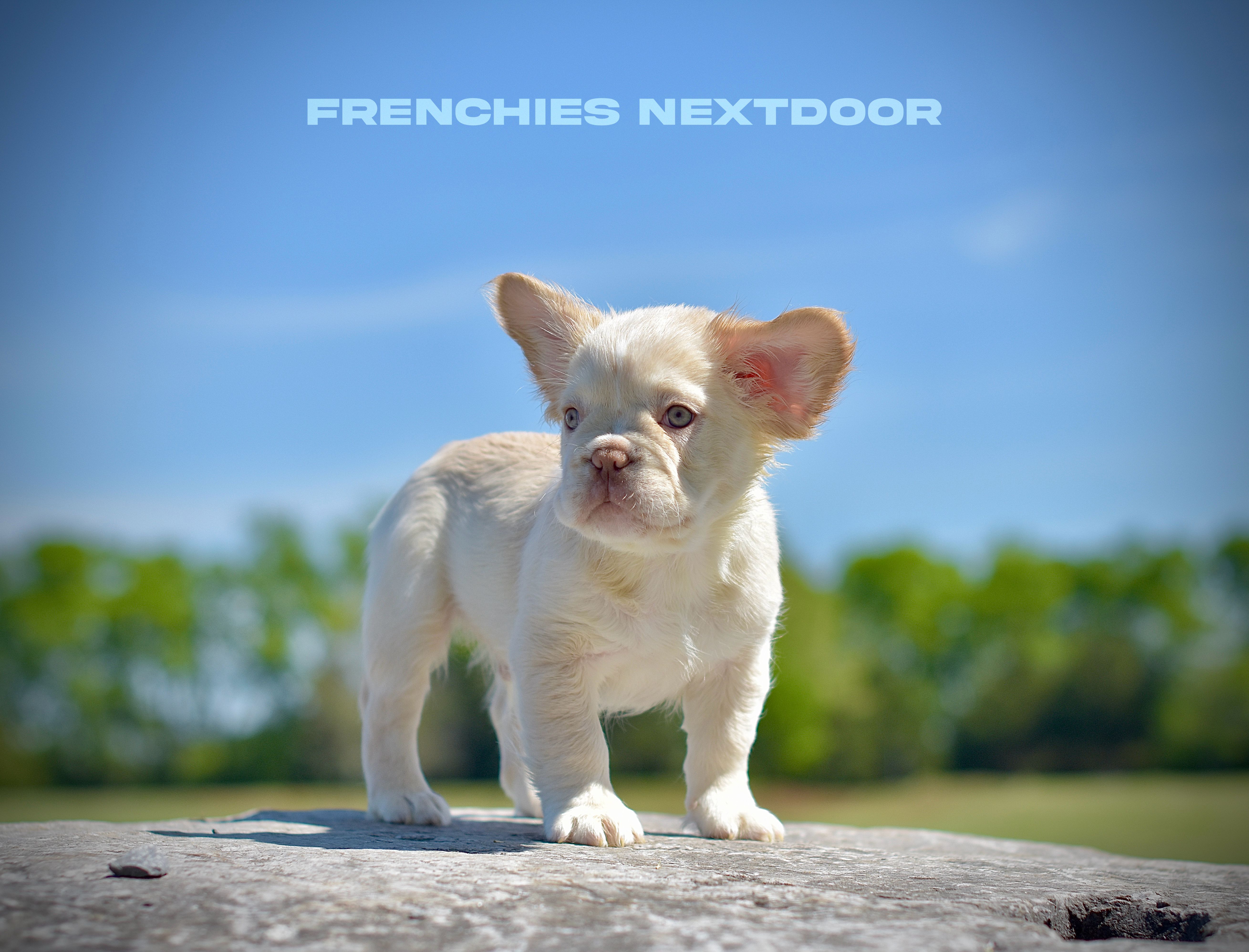 New shade Rojo and tan fluffy (ee) – French Bulldog puppy on hold in Murfreesboro, TN