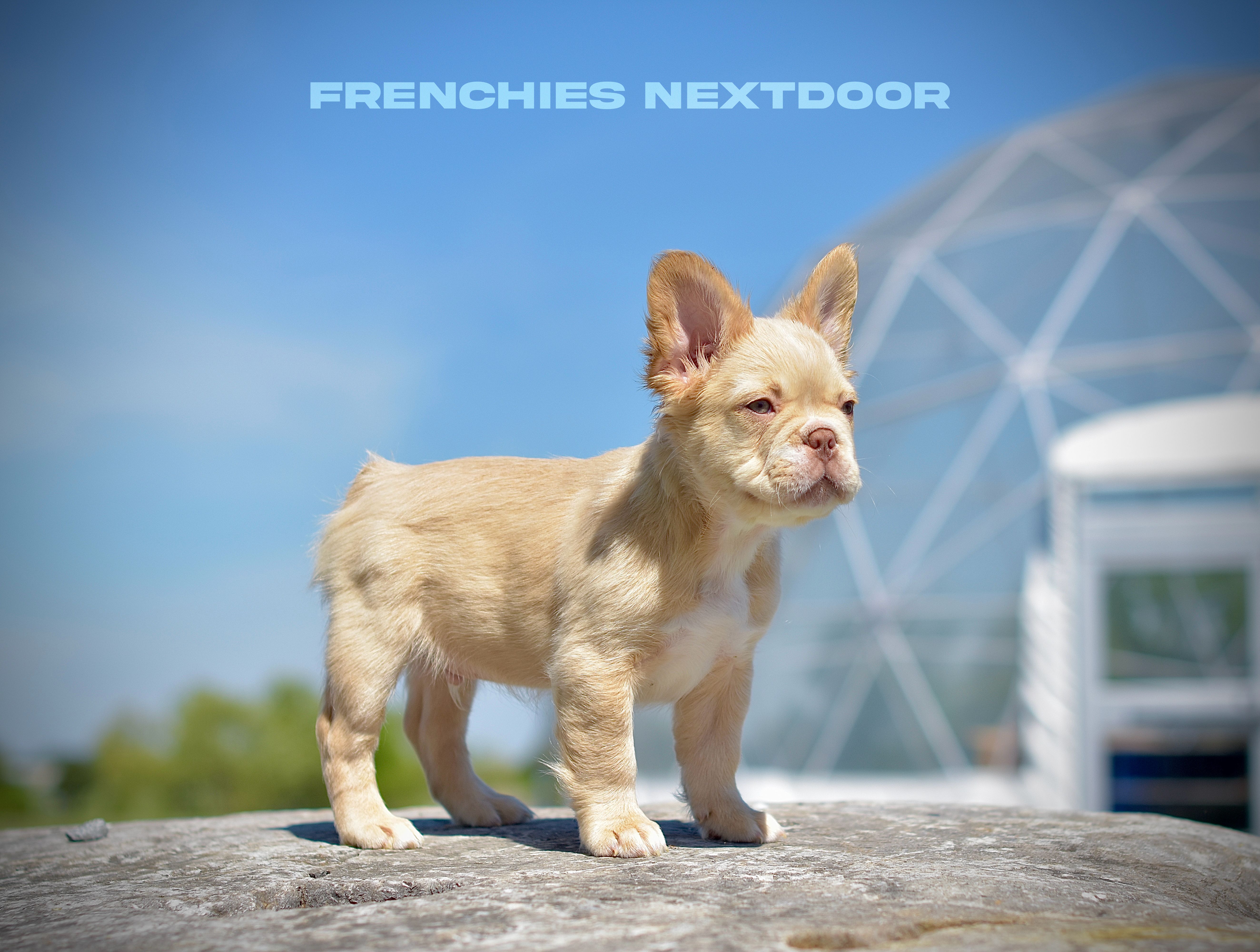 New shade Rojo and tan fluffy (ee) – French Bulldog puppy for sale in Murfreesboro, TN
