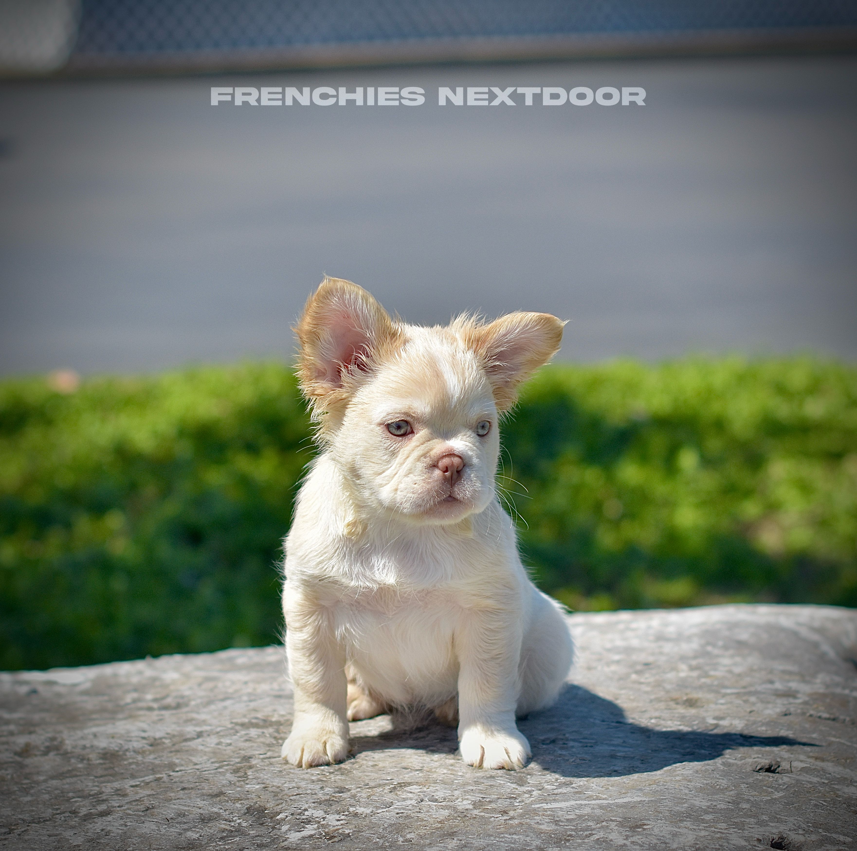 New shade Rojo and tan fluffy (ee) – French Bulldog puppy for sale in Murfreesboro, TN