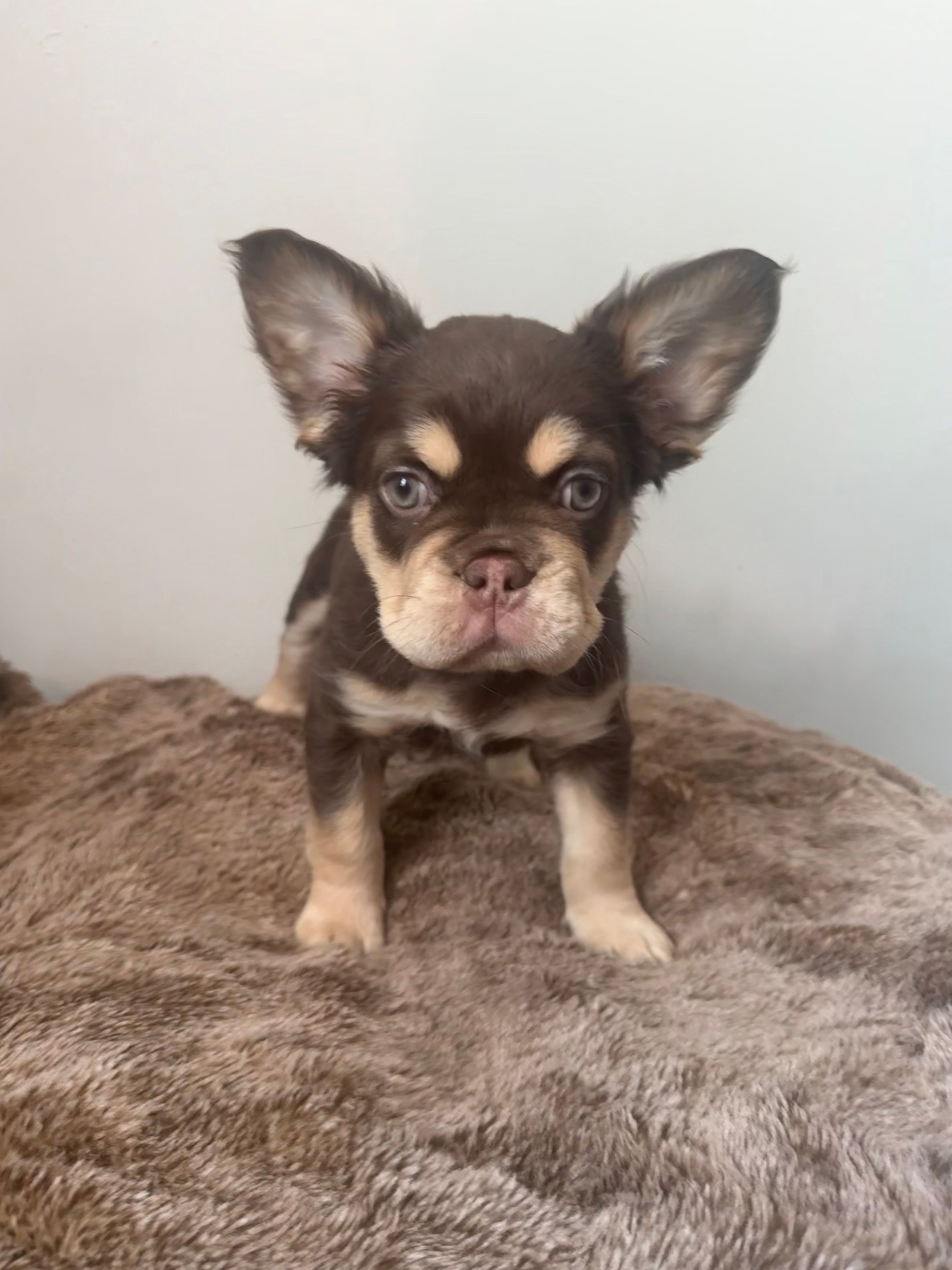 New shade Rojo and tan fluffy – French Bulldog puppy for sale in Murfreesboro, TN