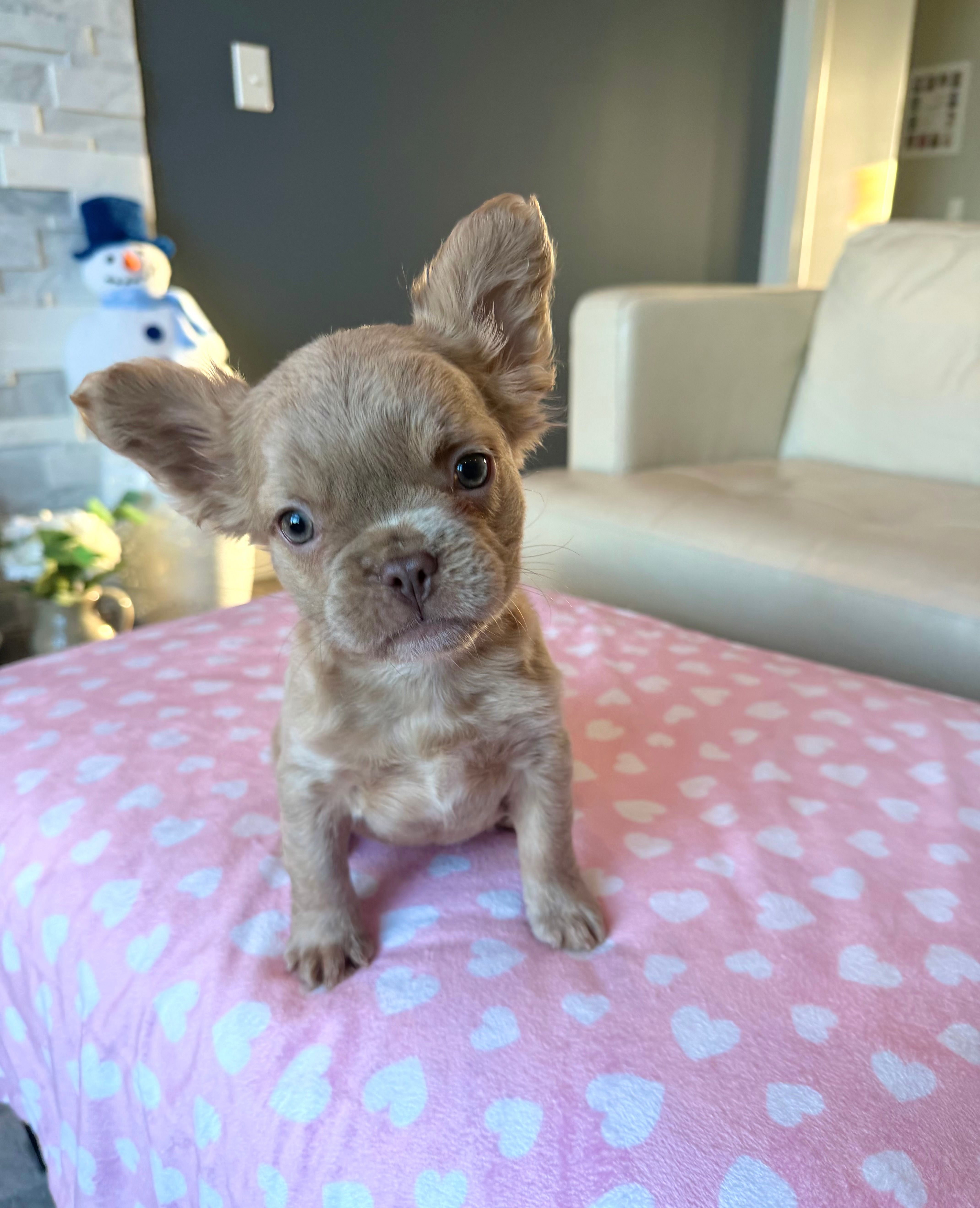 Jack - Isabella Fluffy