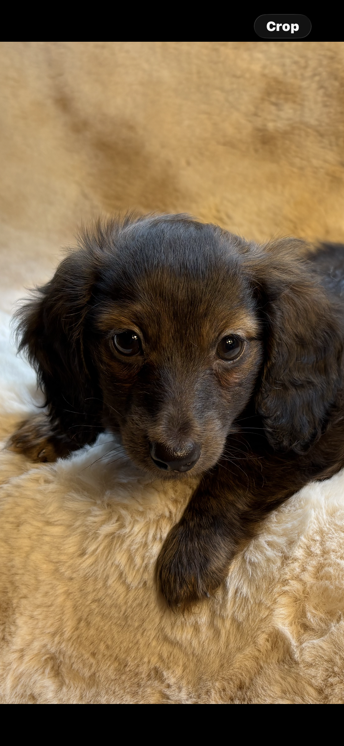 Miss Chocolate Brindle – Miniature Dachshund puppy for sale in Baldwin, FL