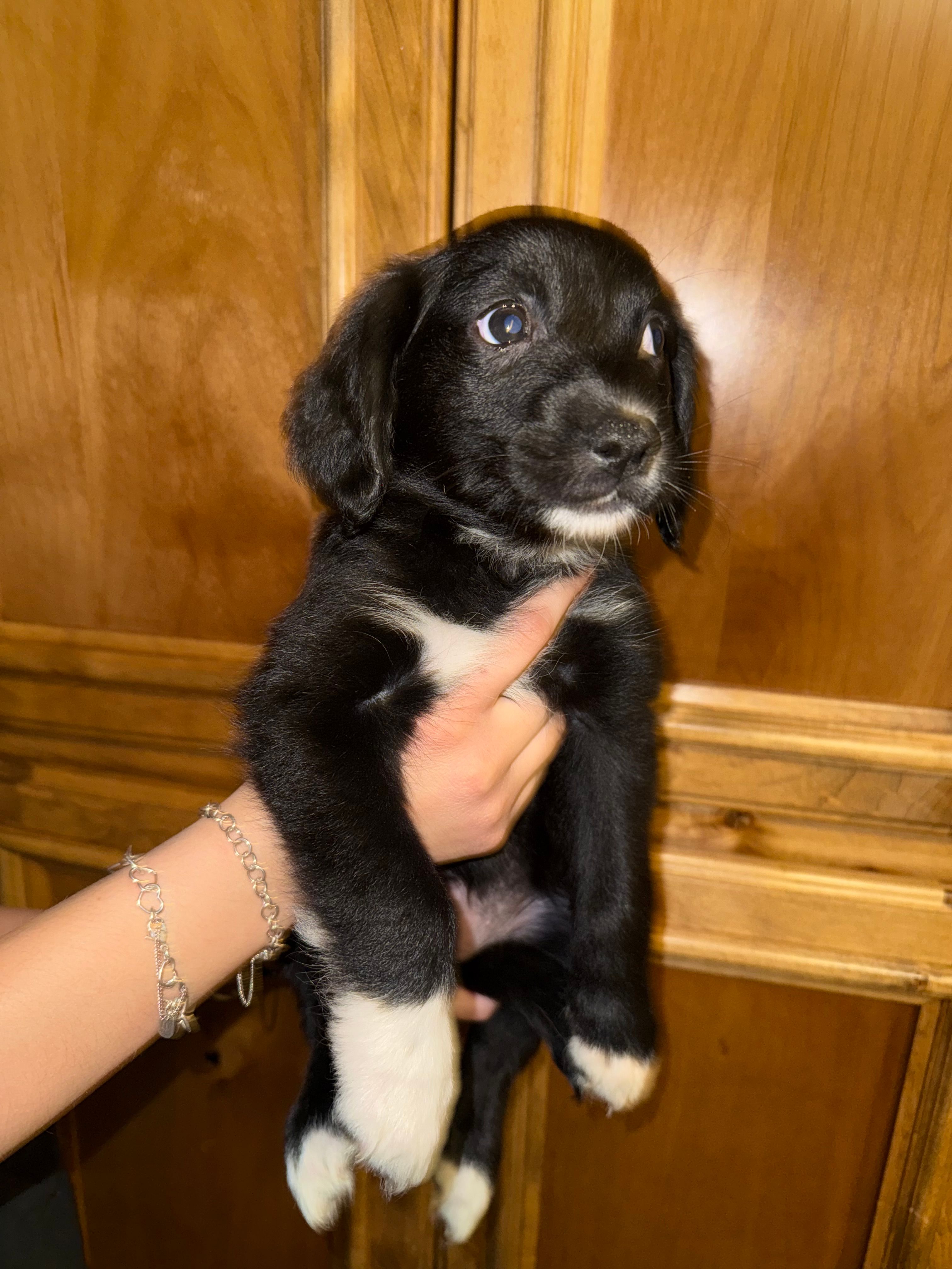 Pink – Golden Retriever, Miniature Australian Shepherd puppy for sale in Fredericksburg, TX