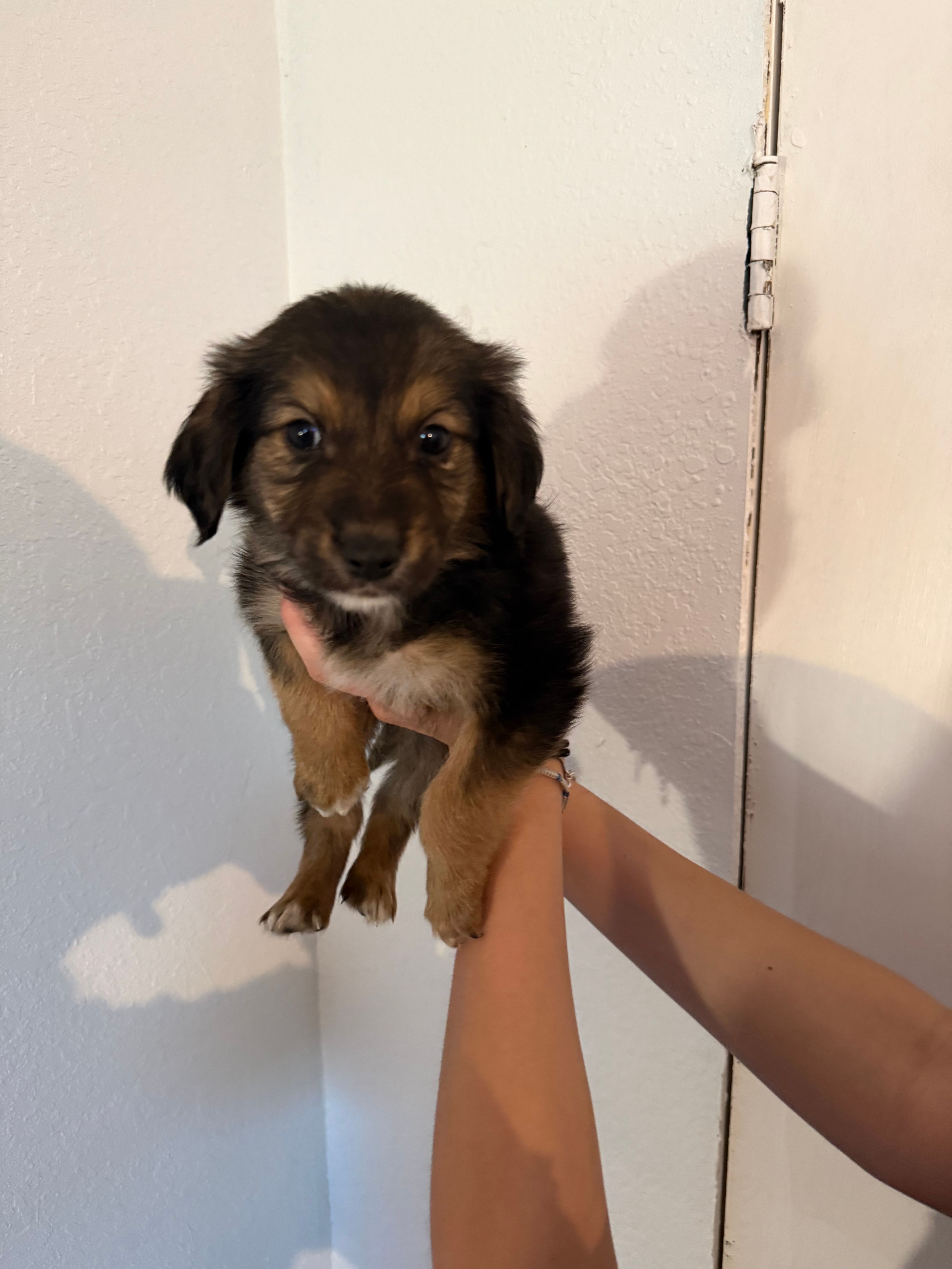 Blue – Golden Retriever, Miniature Australian Shepherd puppy for sale in Fredericksburg, TX