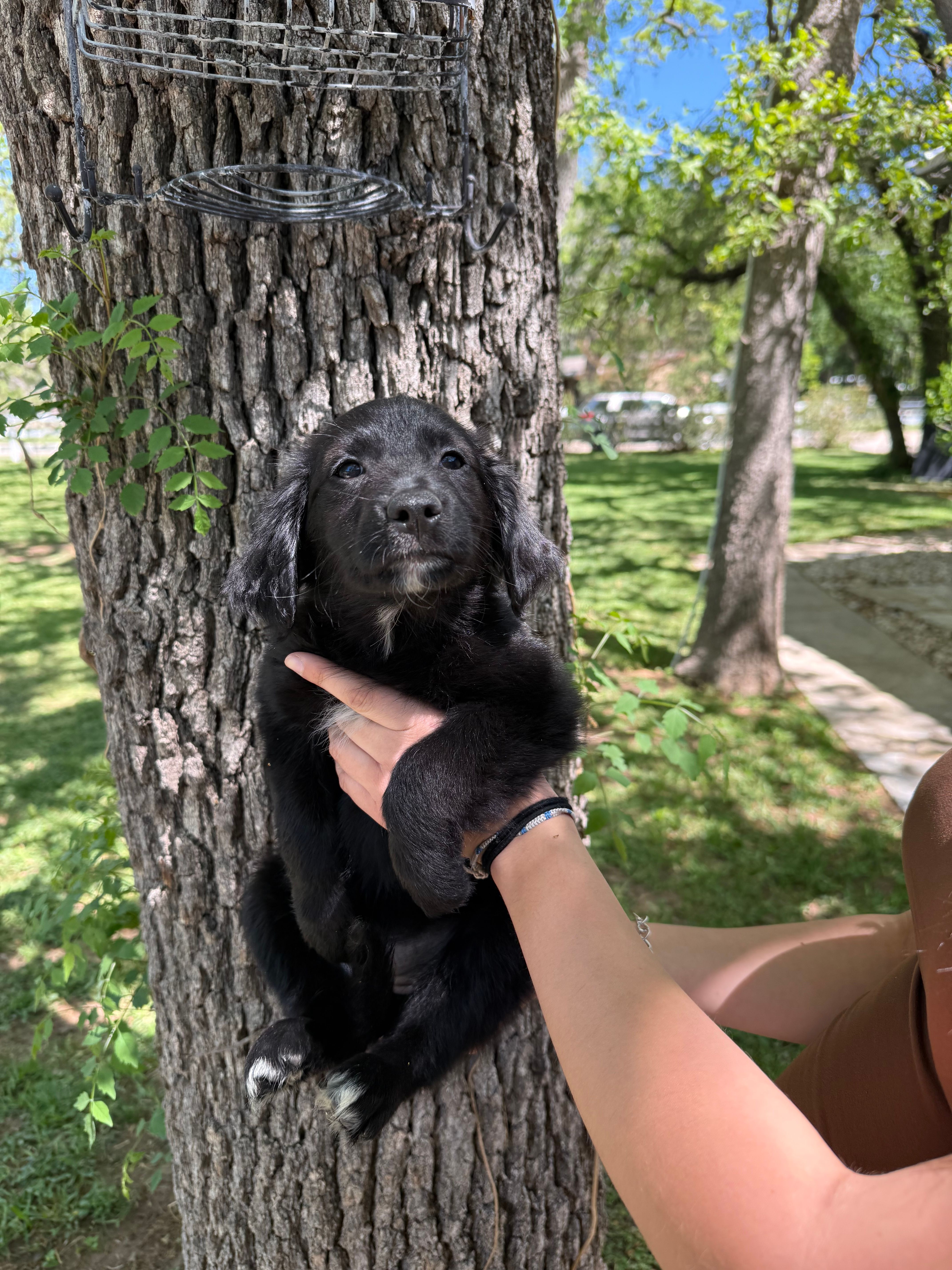 Ms Purple – Golden Retriever, Miniature Australian Shepherd puppy for sale in Fredericksburg, TX