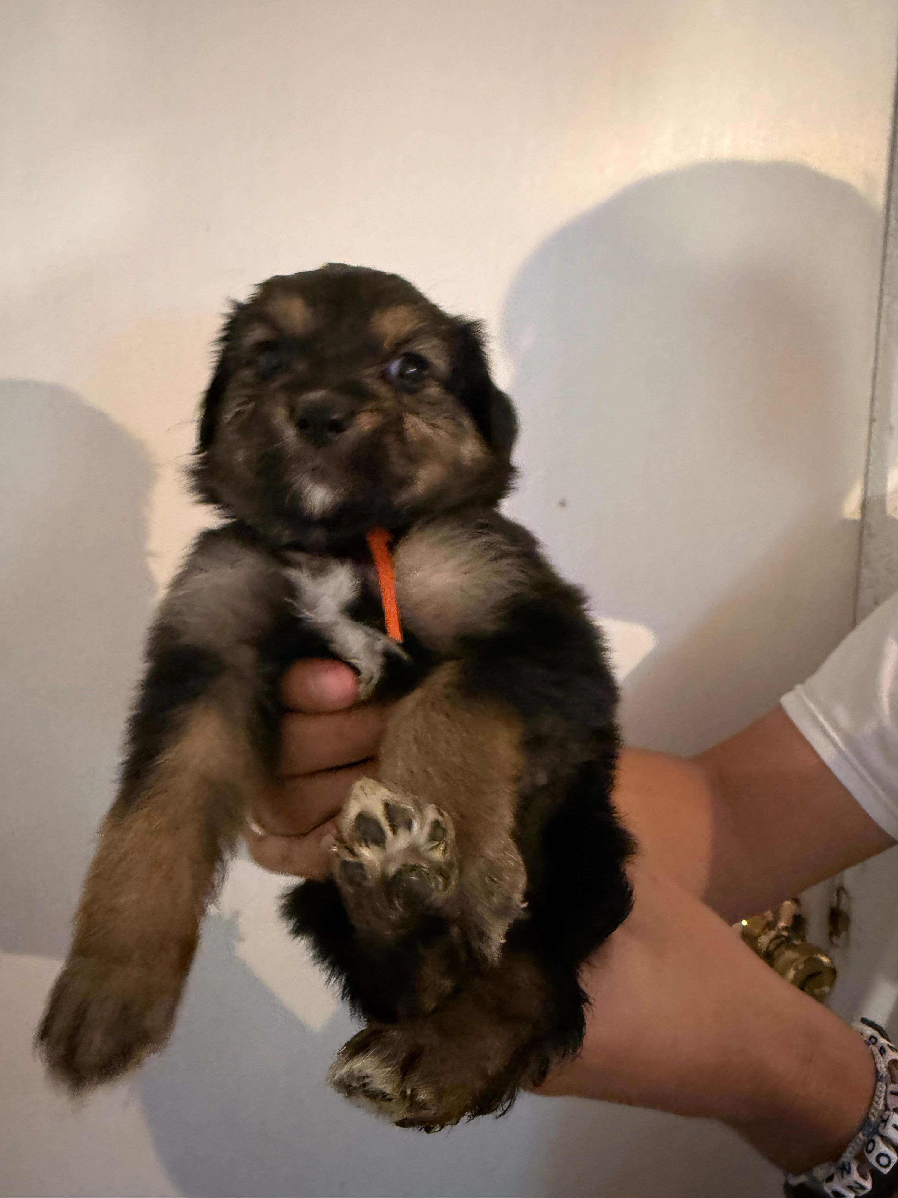 Orange – Golden Retriever, Miniature Australian Shepherd puppy for sale in Fredericksburg, TX