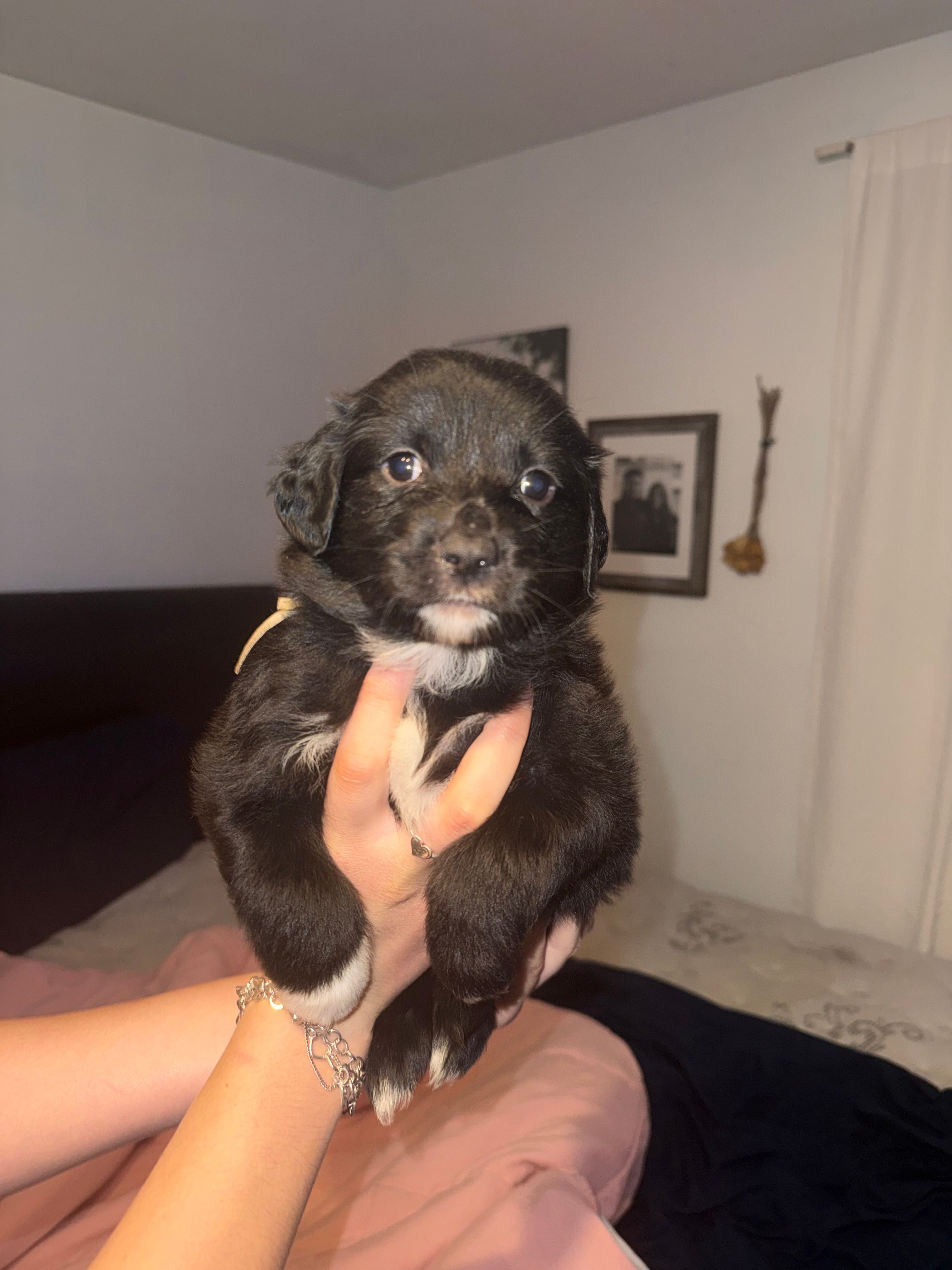 Teal – Golden Retriever, Miniature Australian Shepherd puppy for sale in Fredericksburg, TX