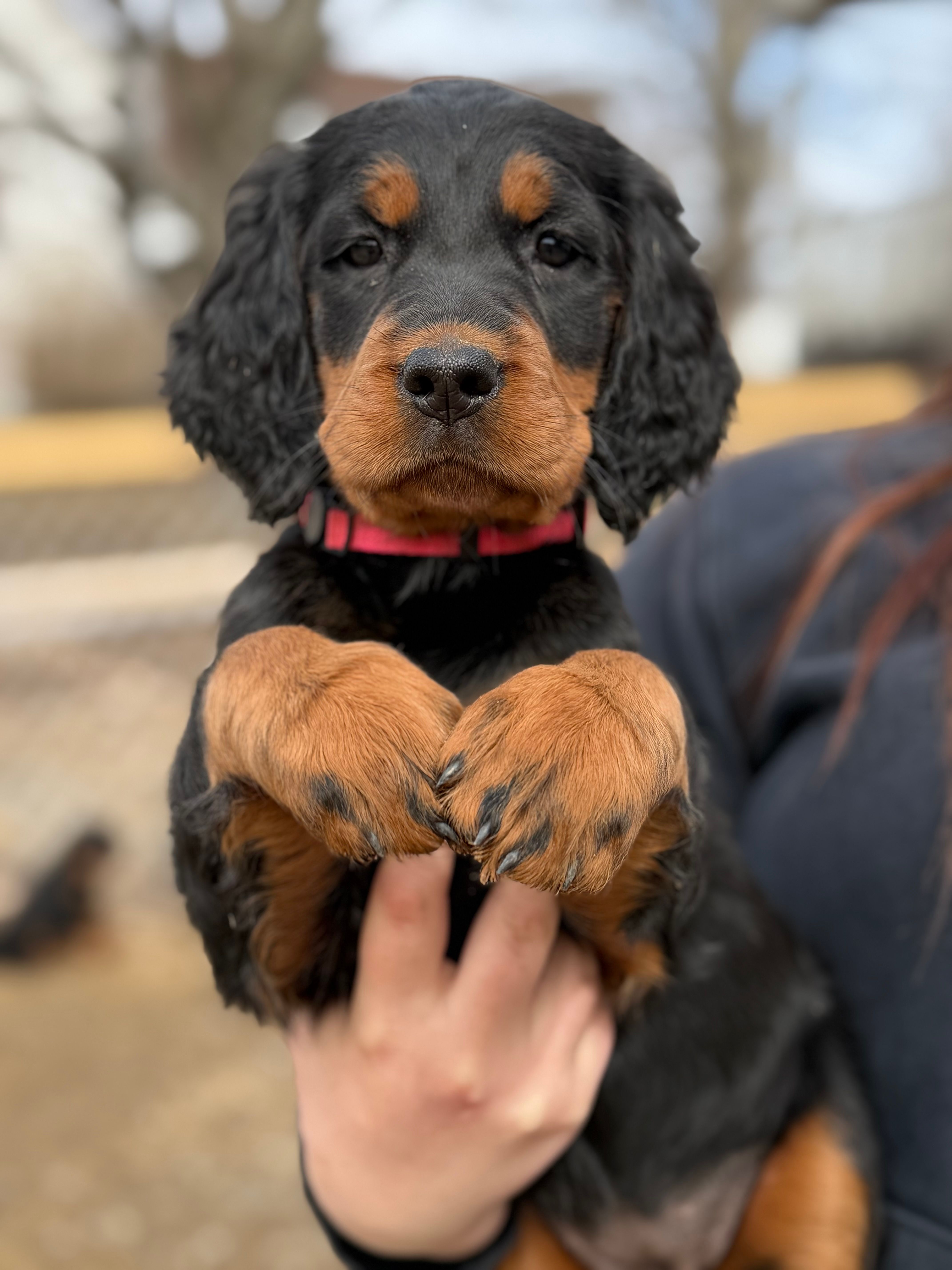 Pink – Gordon Setter puppy for sale in South China, ME