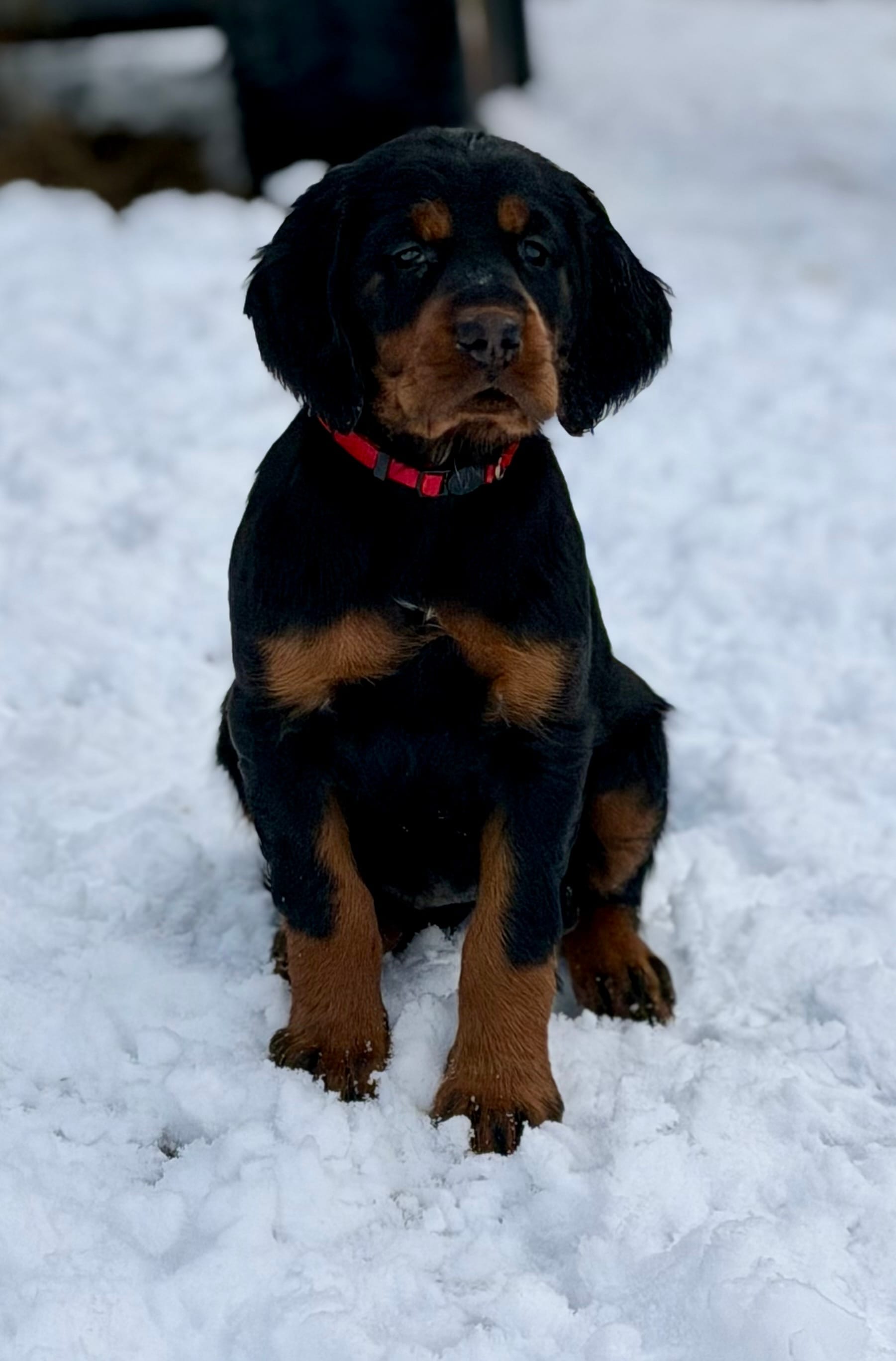 Female/male – Gordon Setter puppy for sale in South China, ME